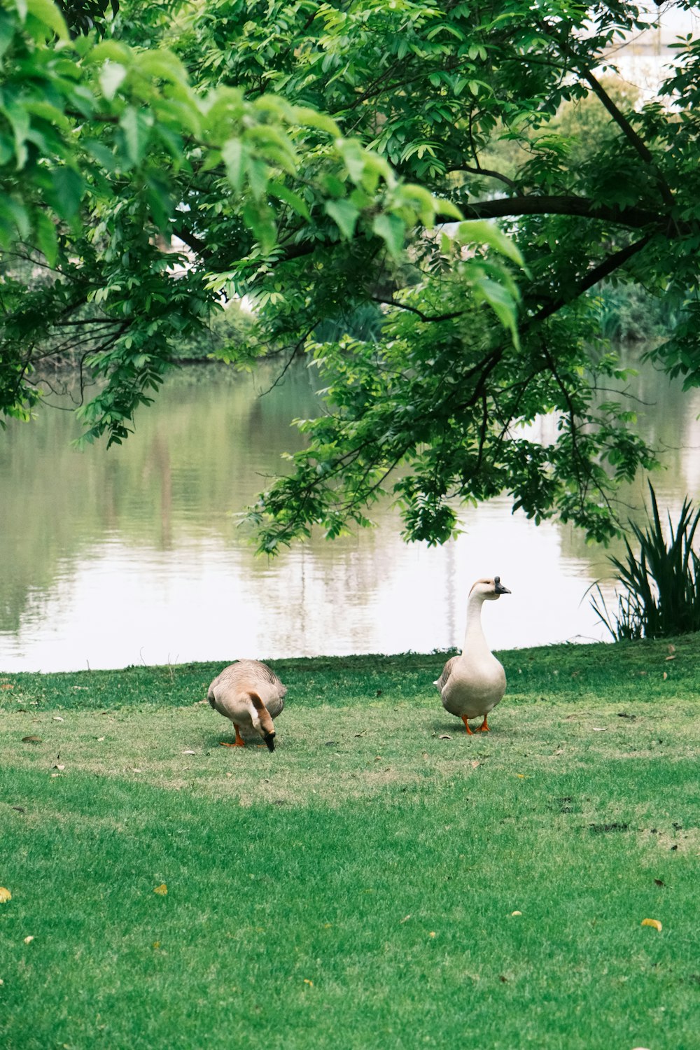 a couple of geese standing on top of a lush green field