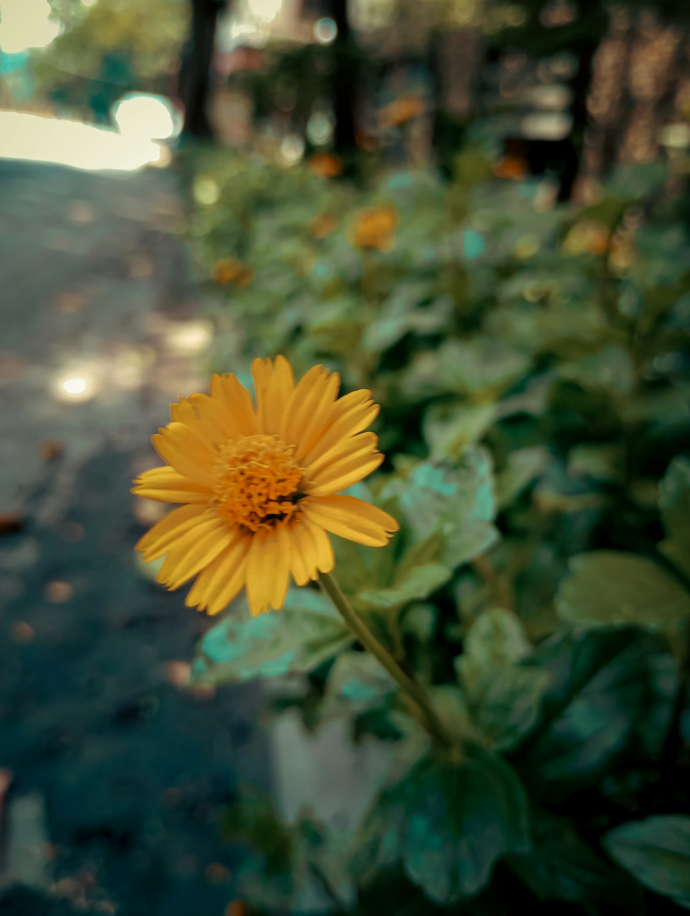 a yellow flower sitting in the middle of a garden