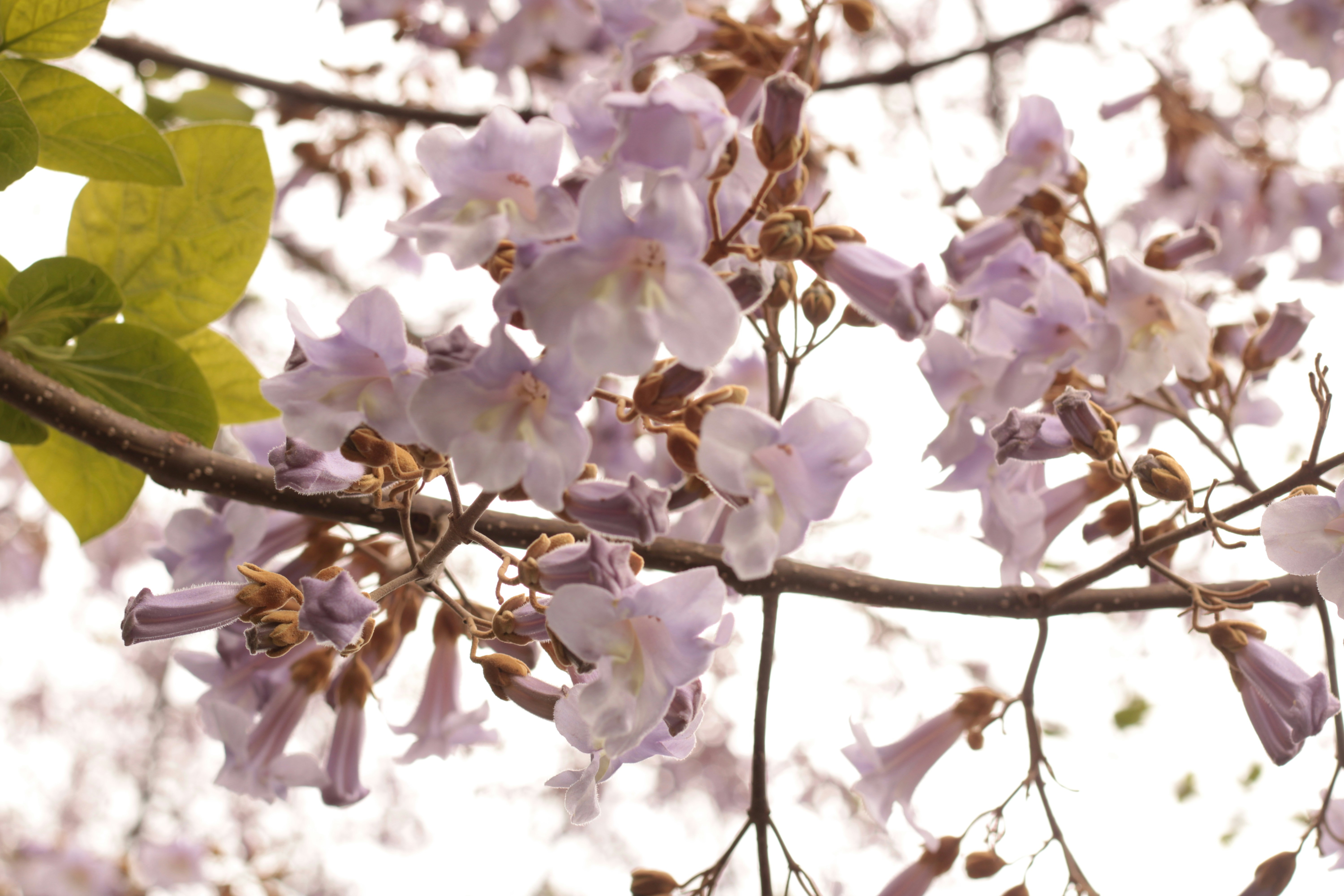 Photo by thorai9akira