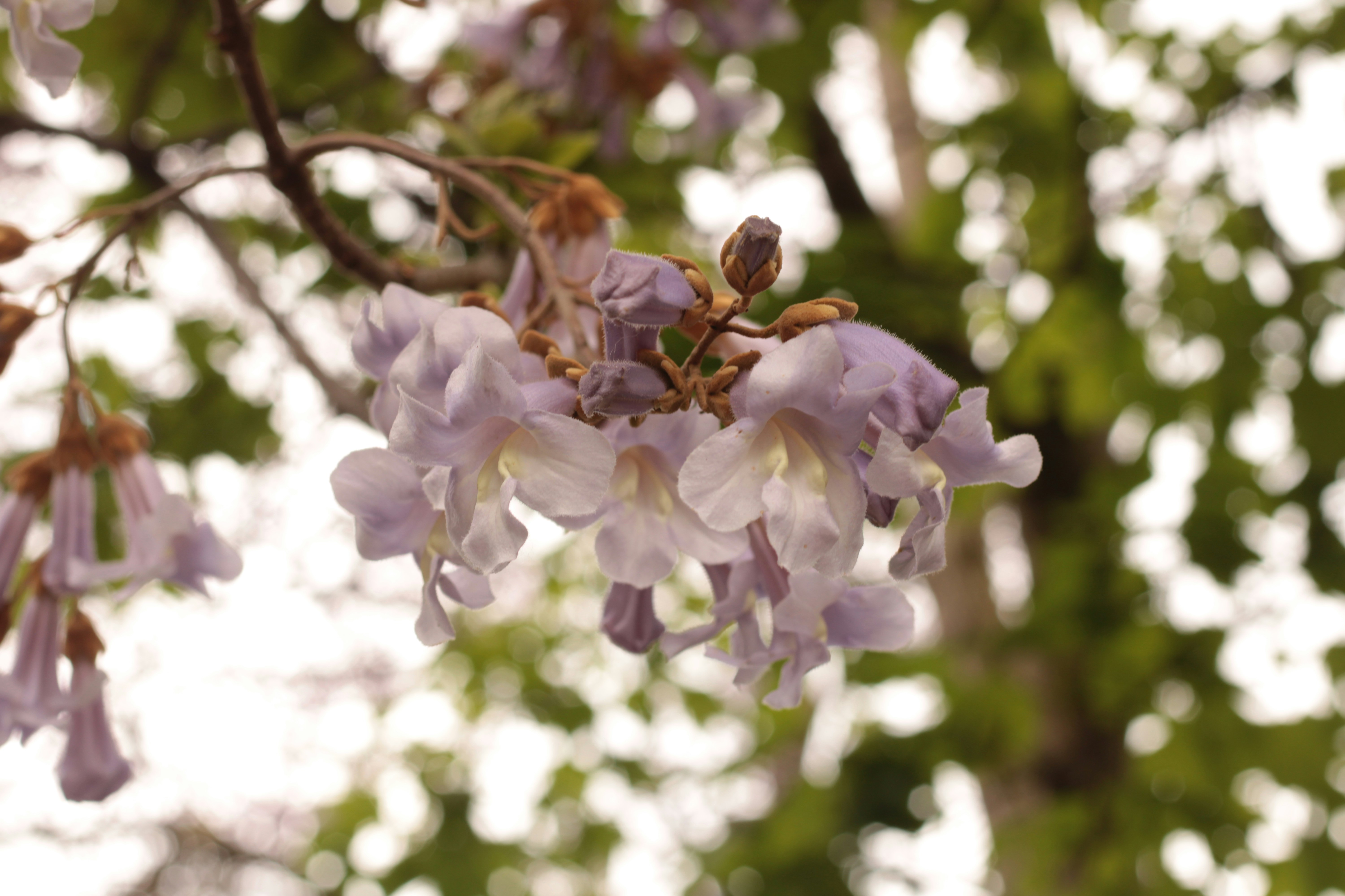 Photo by thorai9akira