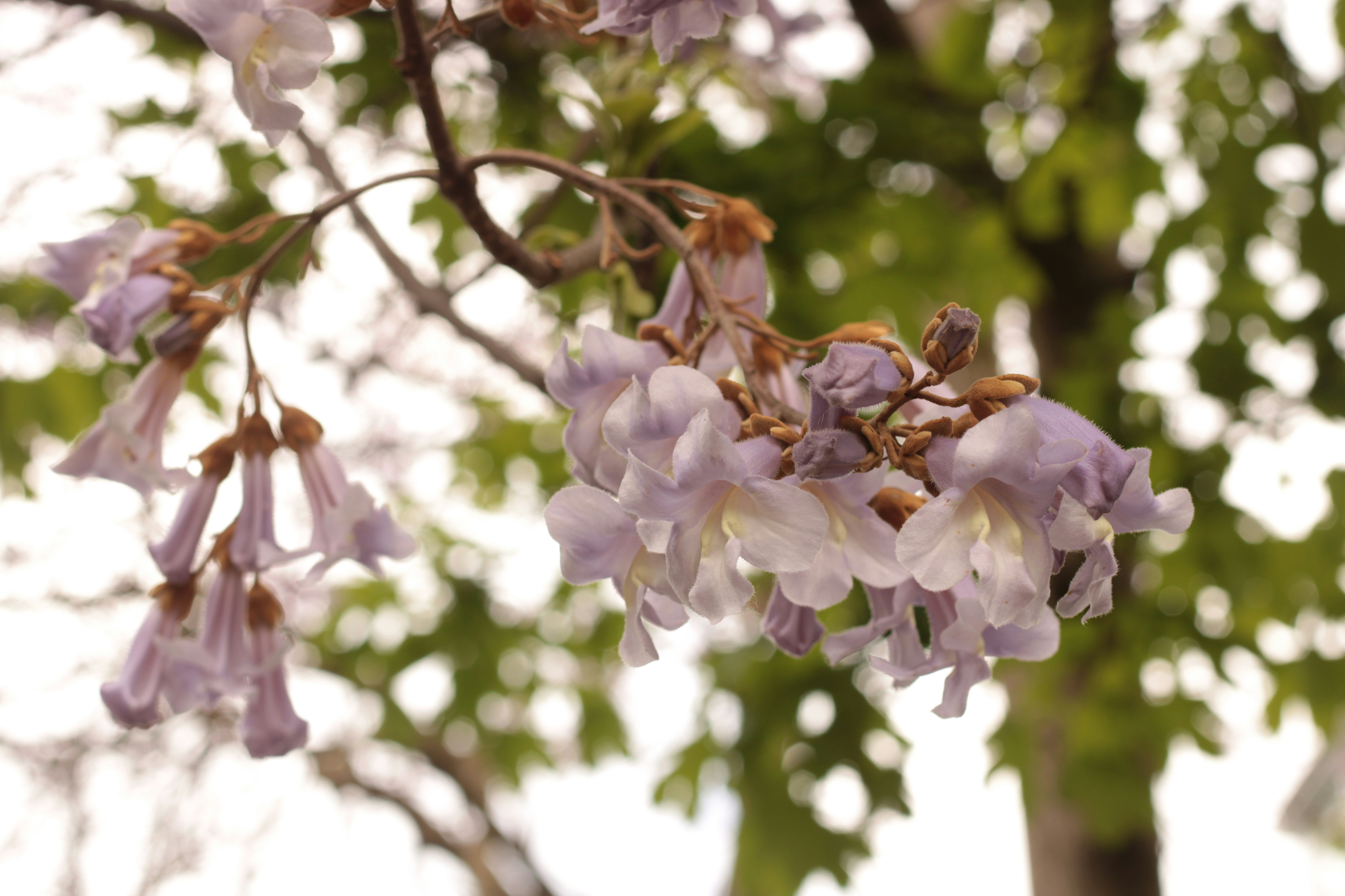 Photo by thorai9akira