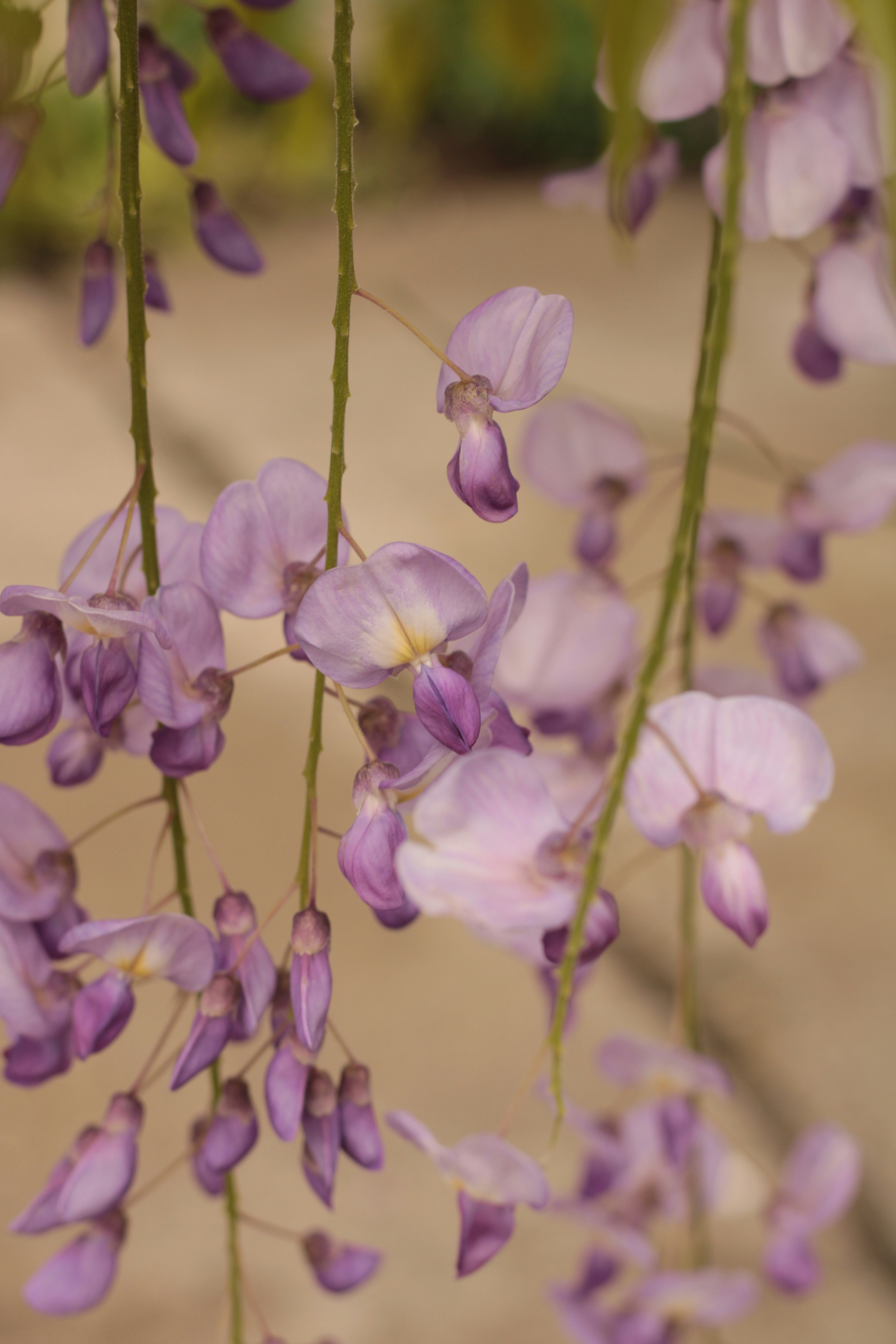 Photo by thorai9akira