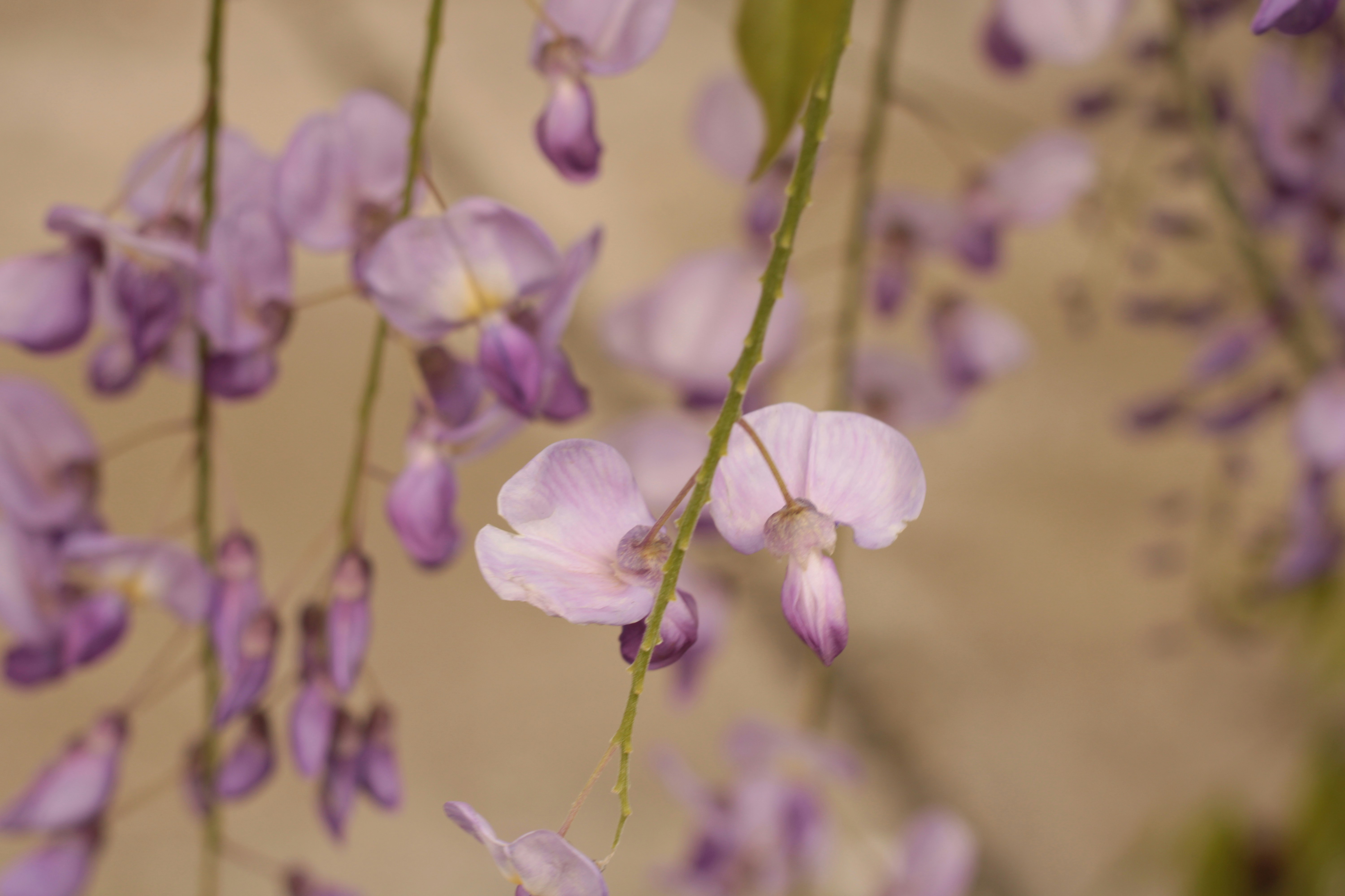 Photo by thorai9akira