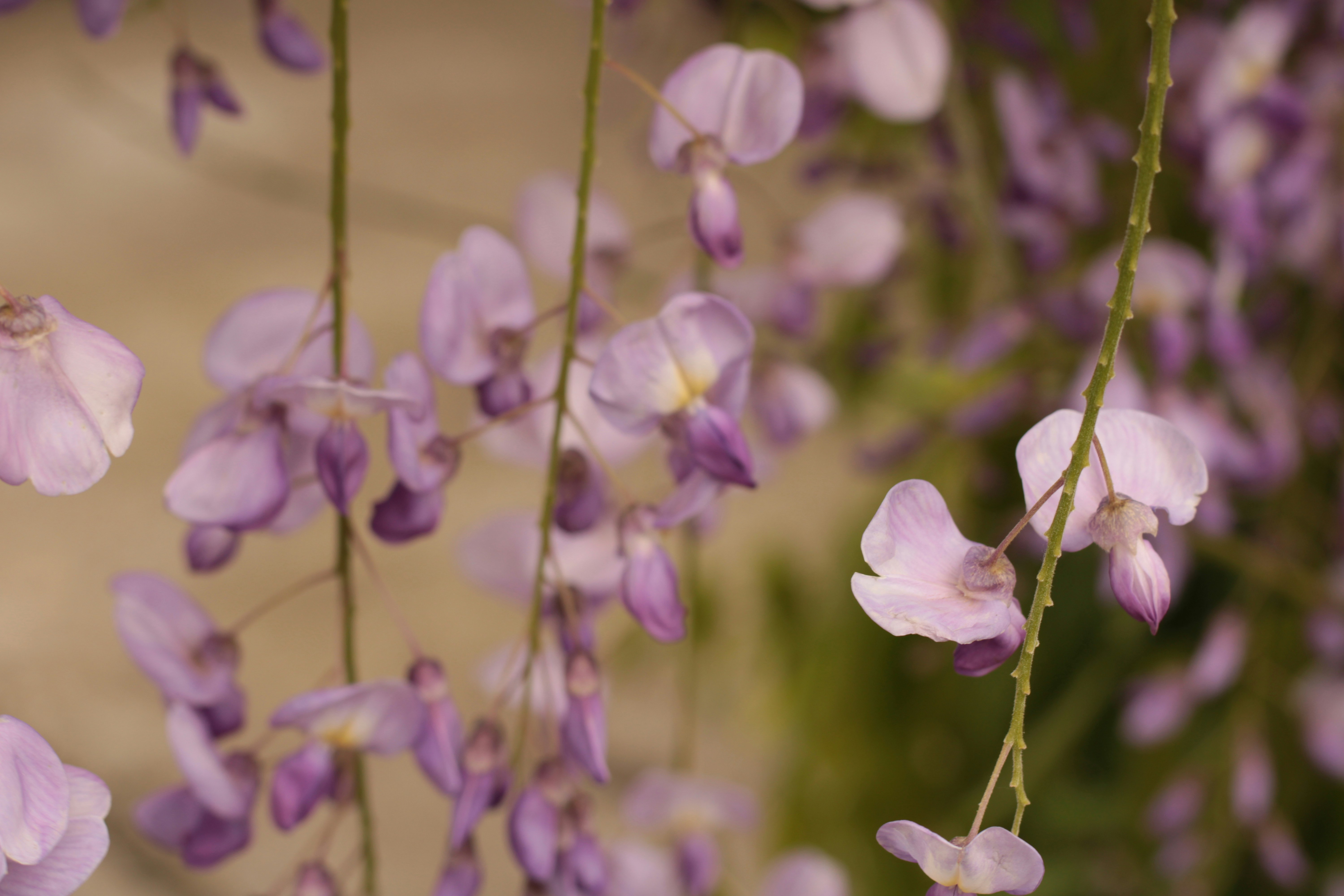 Photo by thorai9akira