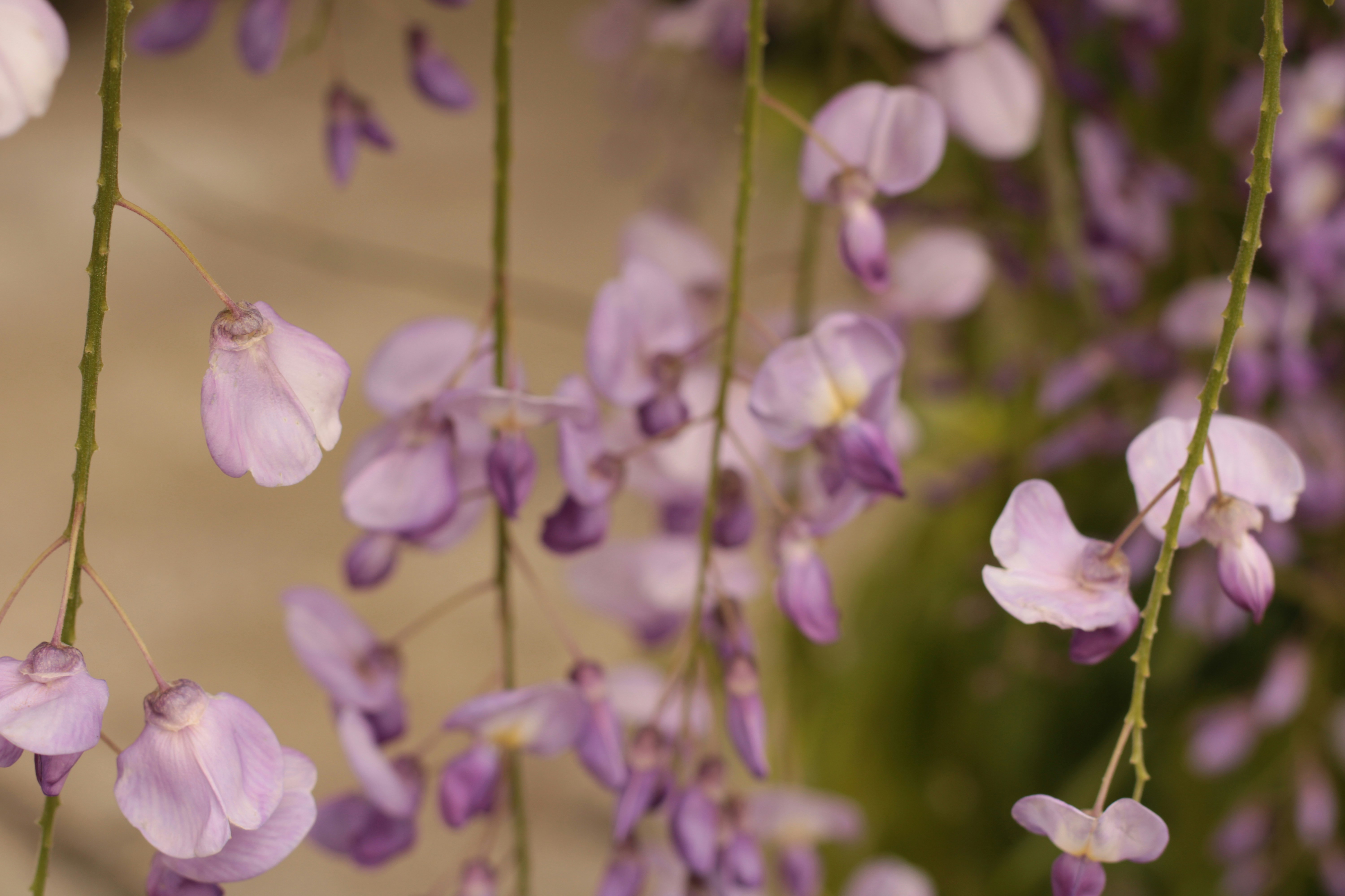 Photo by thorai9akira