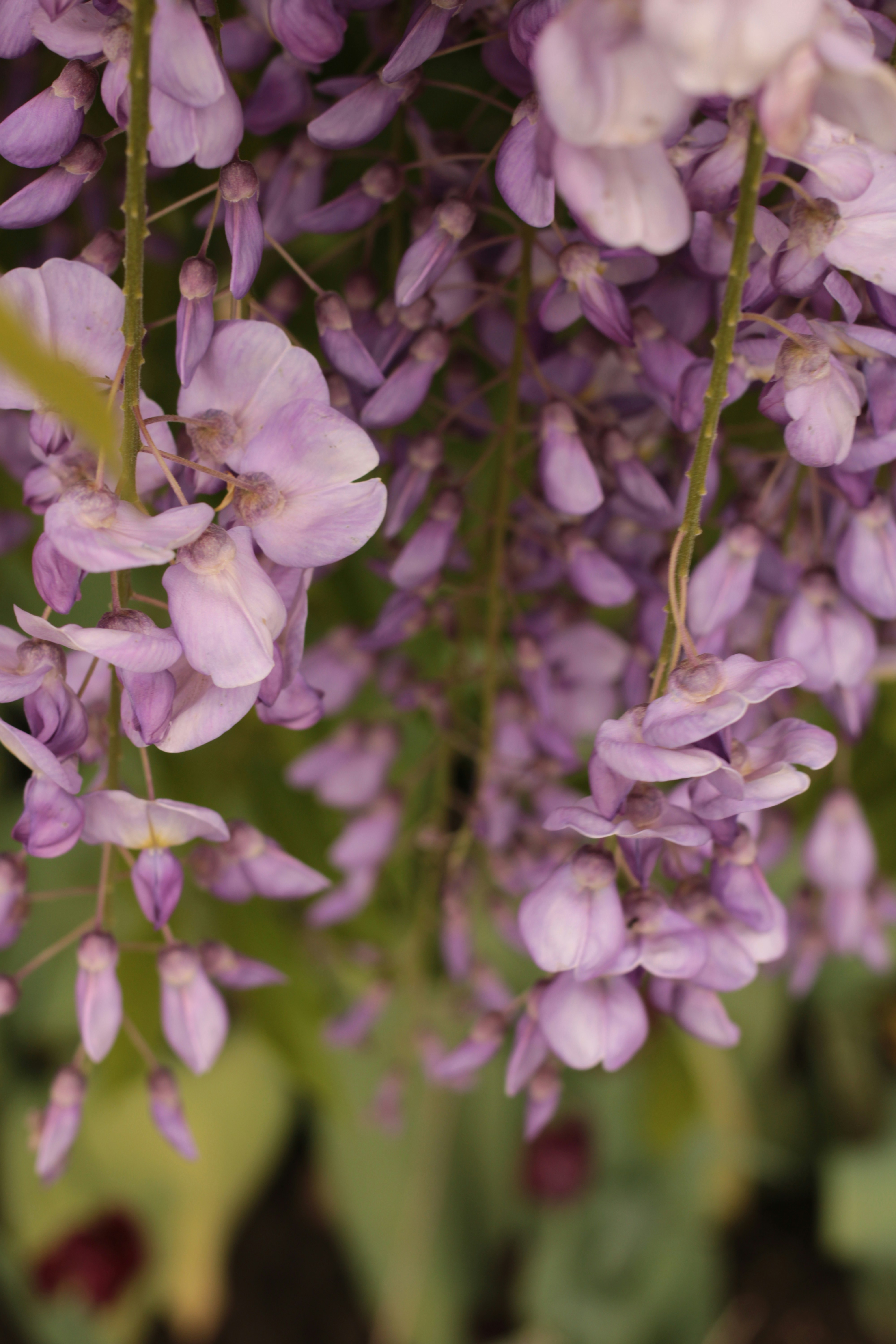 Photo by thorai9akira