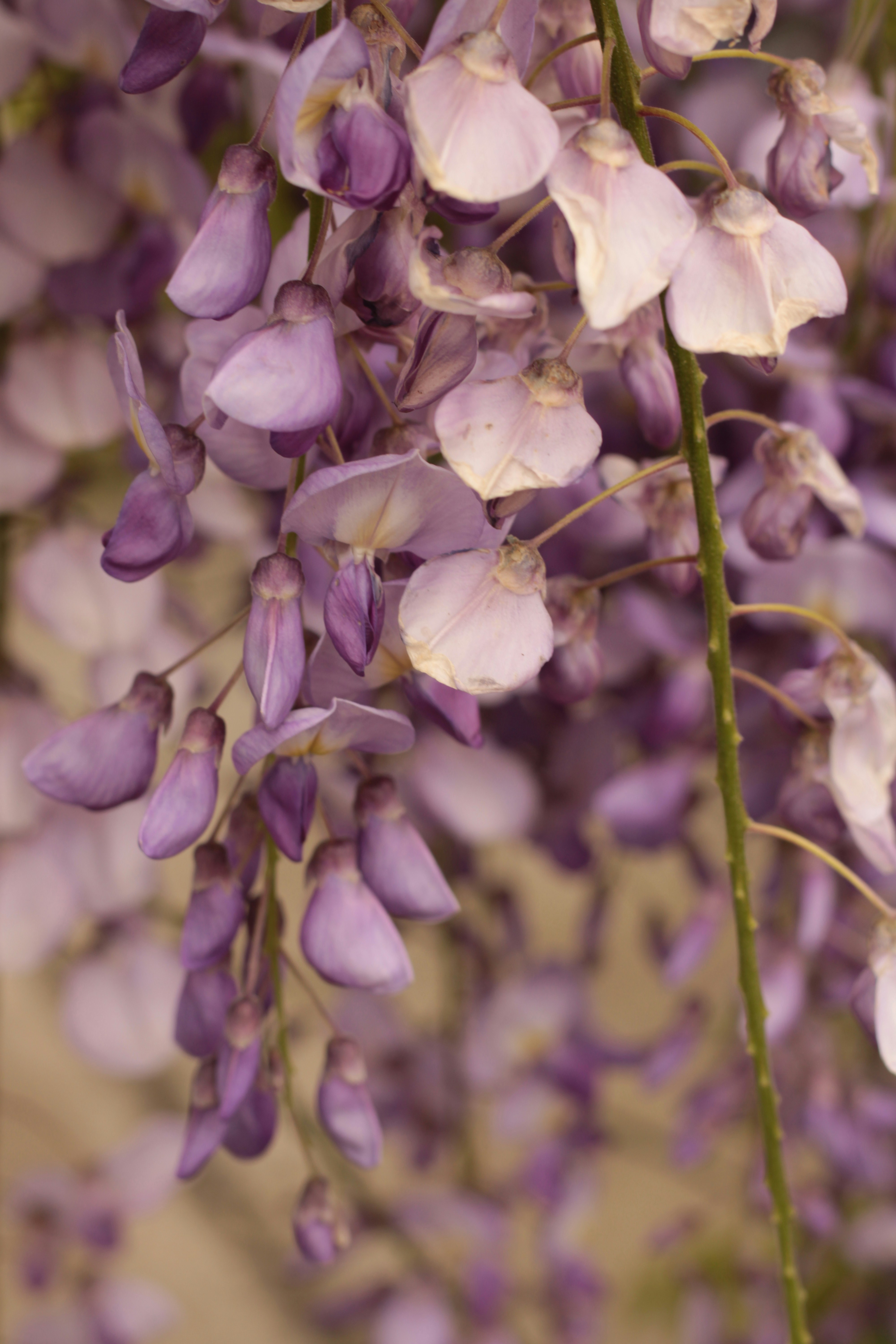 Photo by thorai9akira