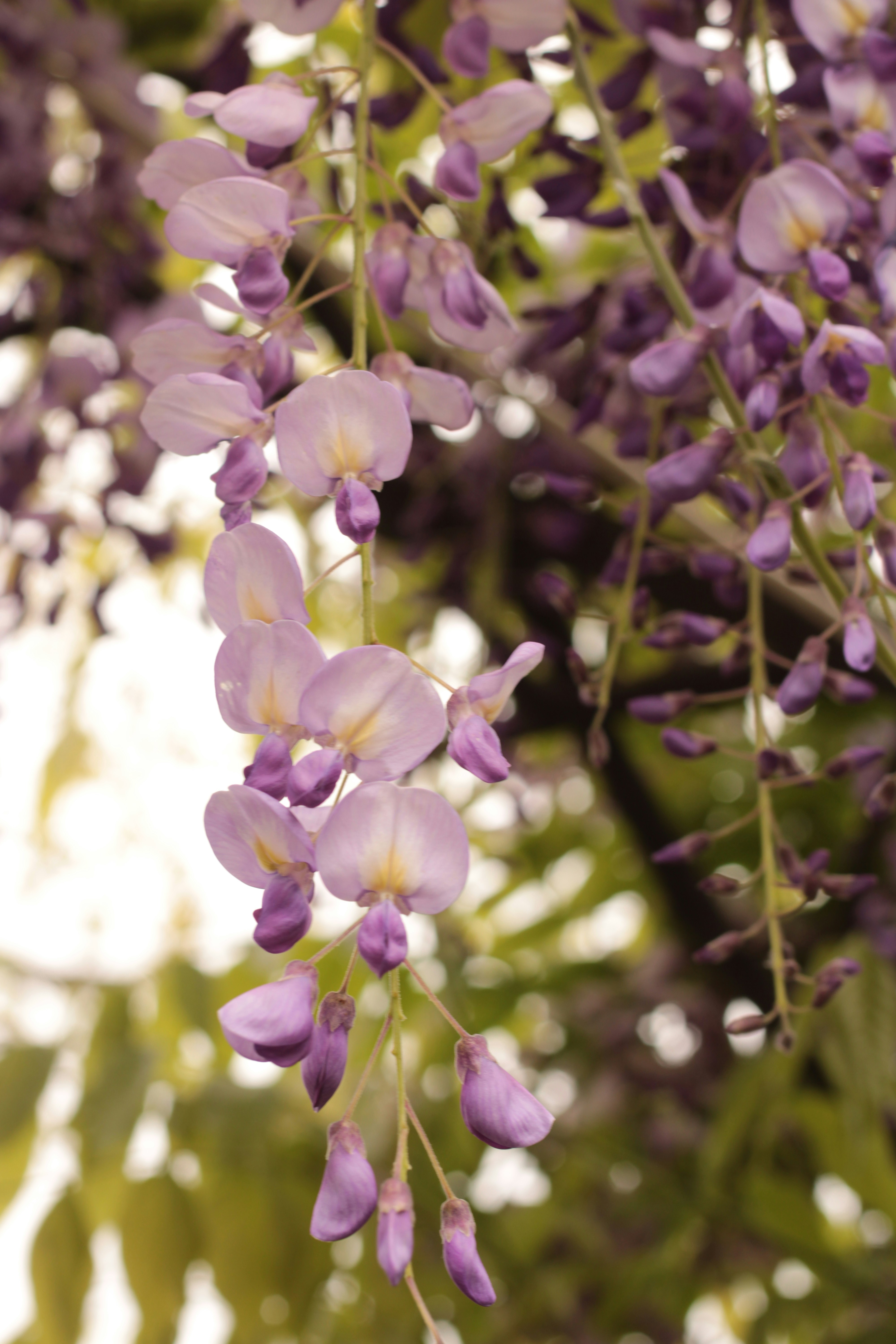 Photo by thorai9akira