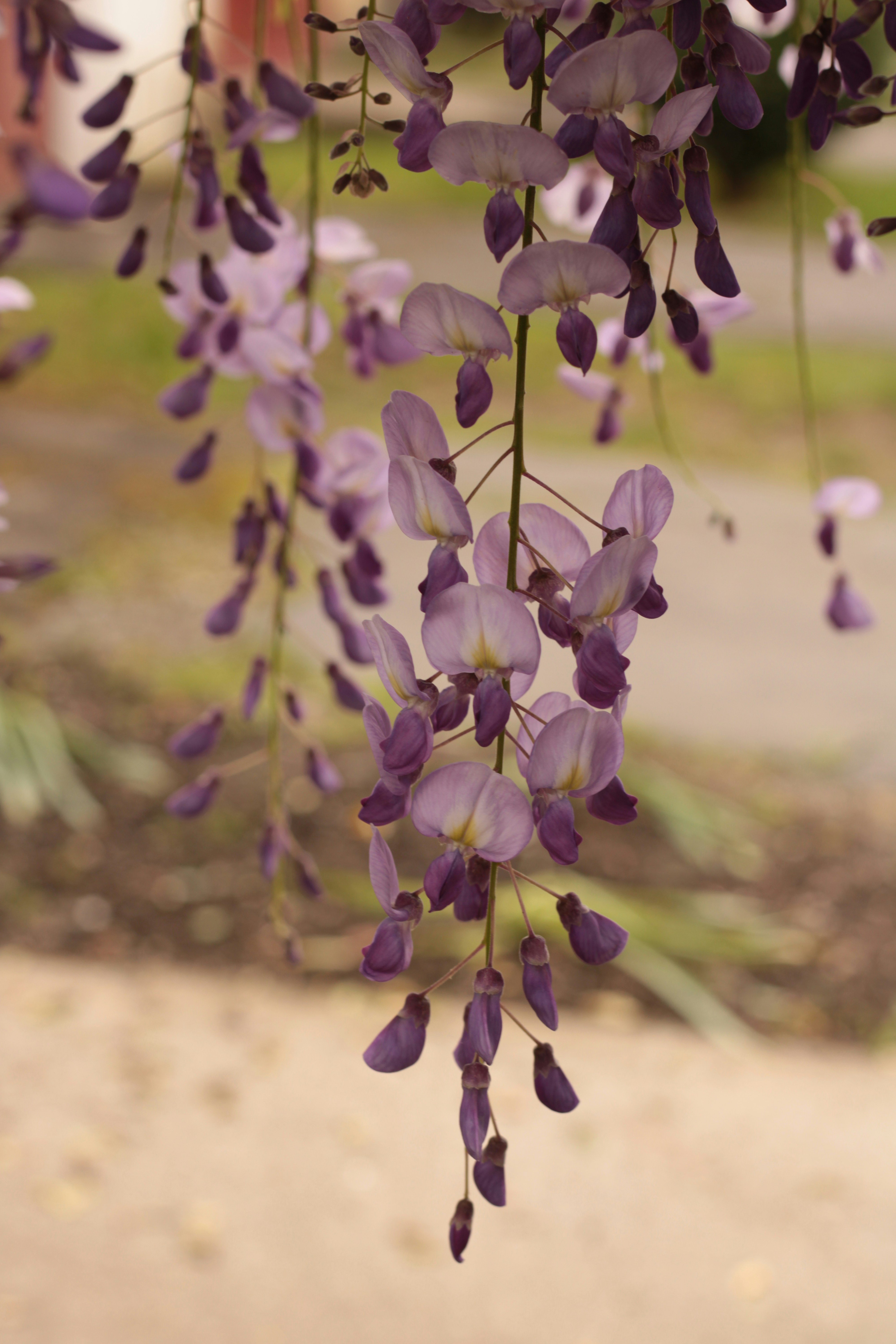 Photo by thorai9akira