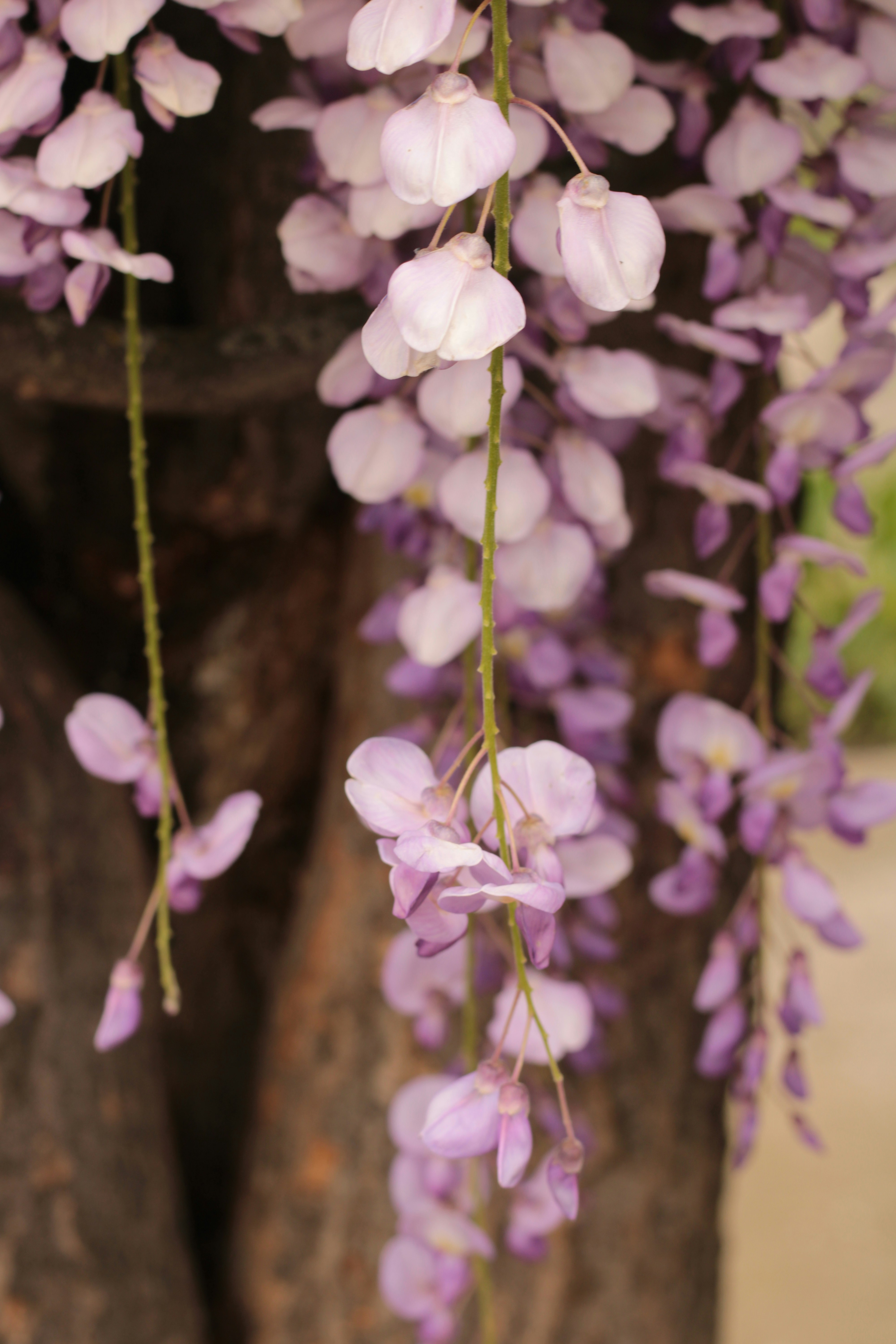 Photo by thorai9akira