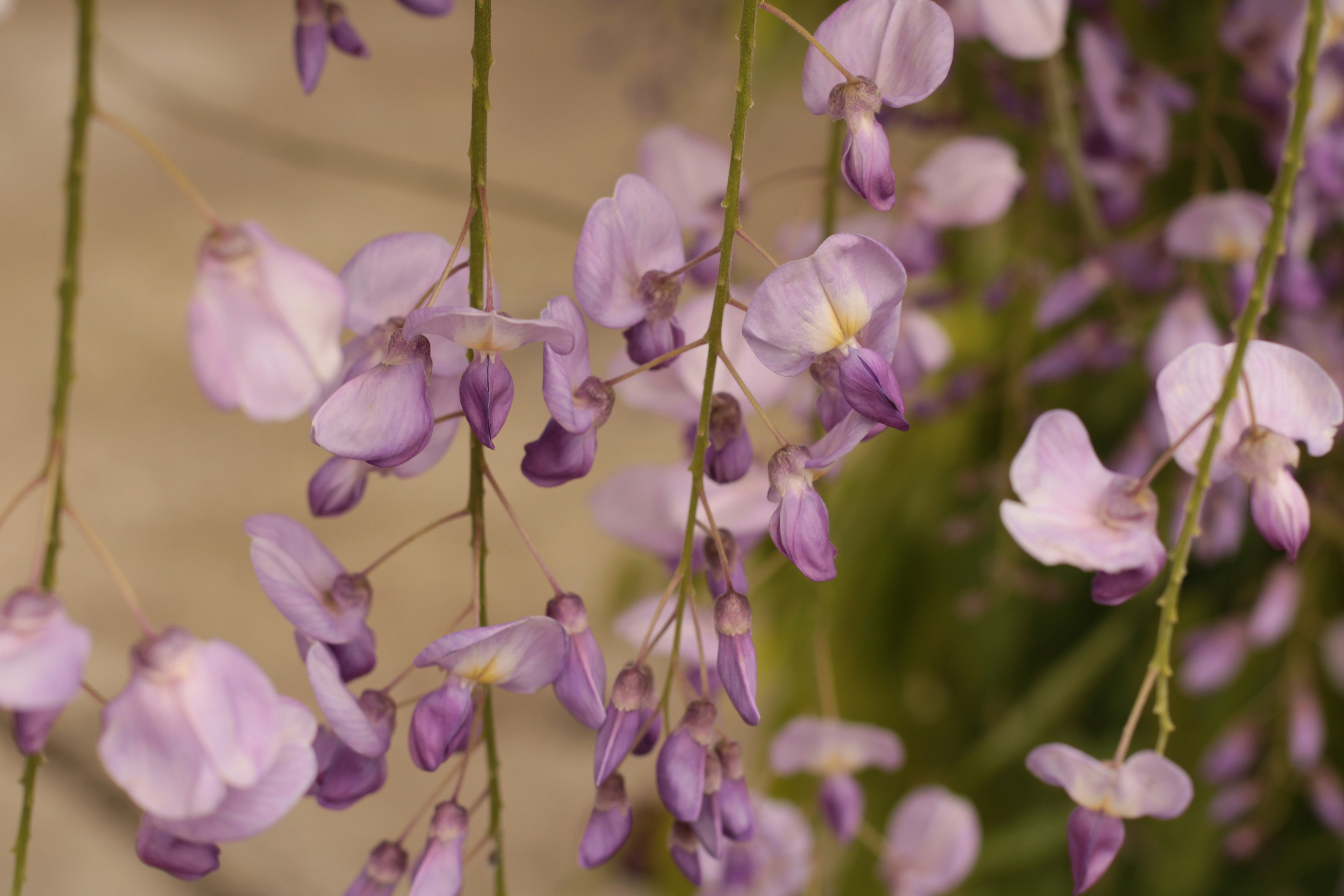 Photo by thorai9akira