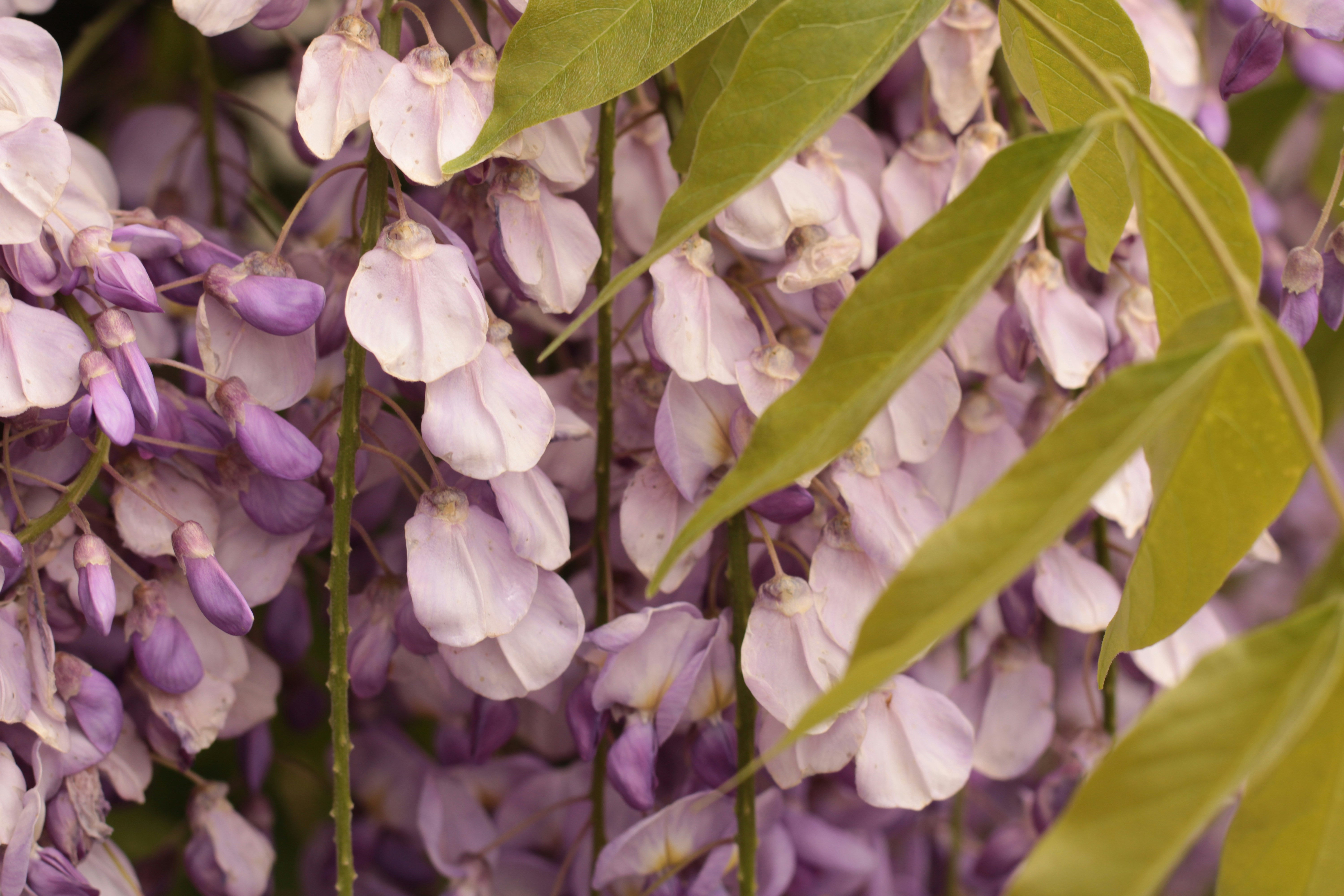 Photo by thorai9akira