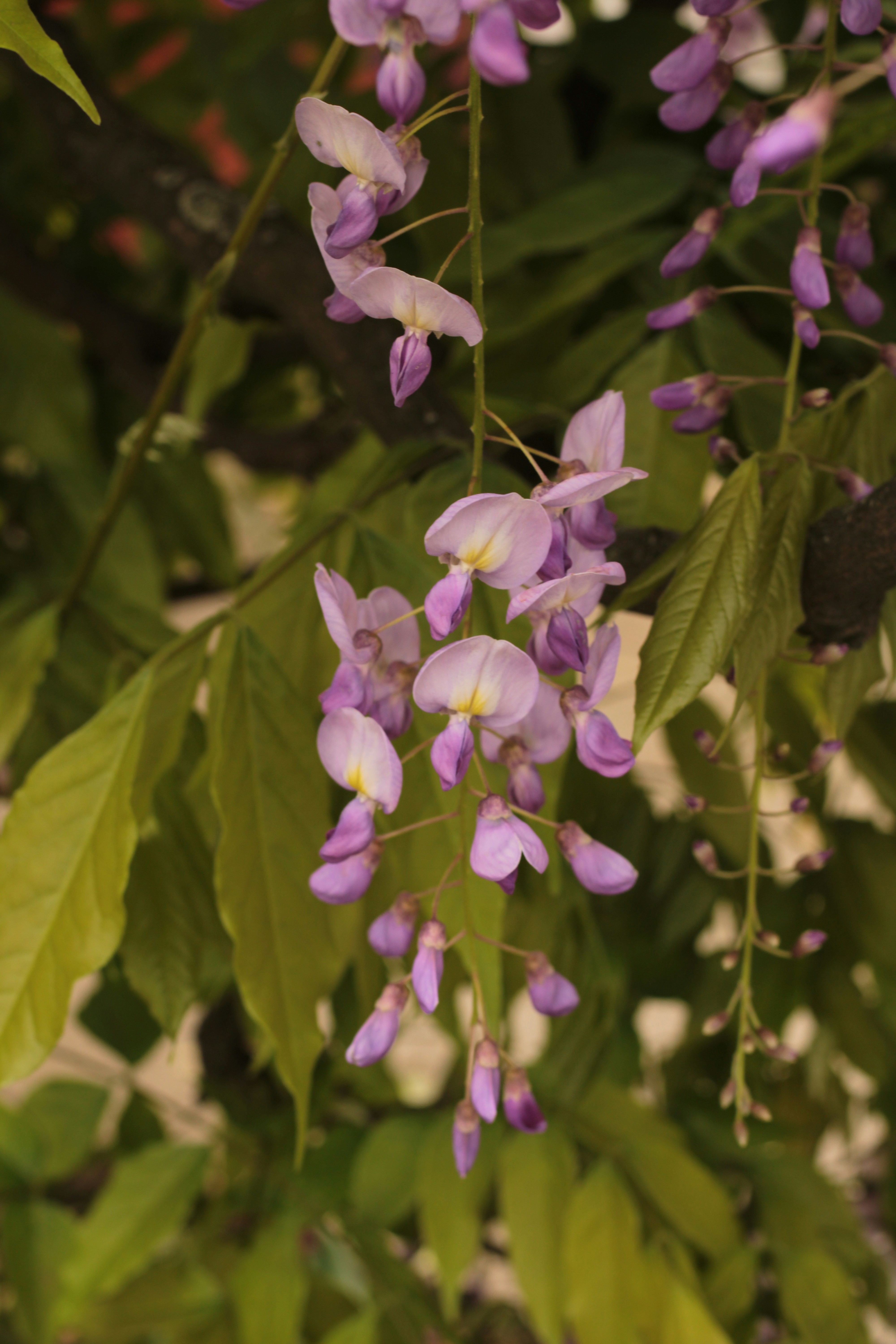 Photo by thorai9akira