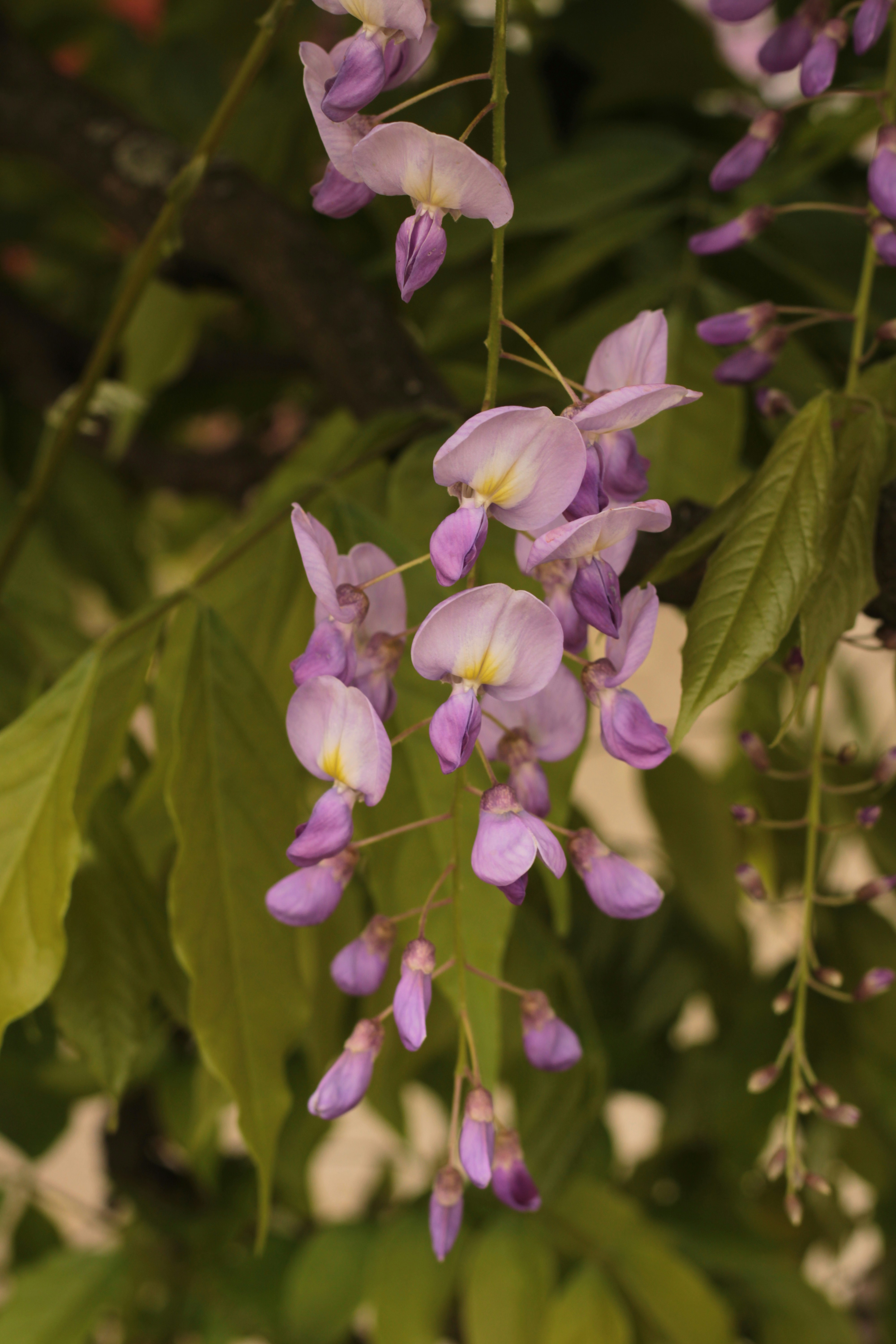 Photo by thorai9akira