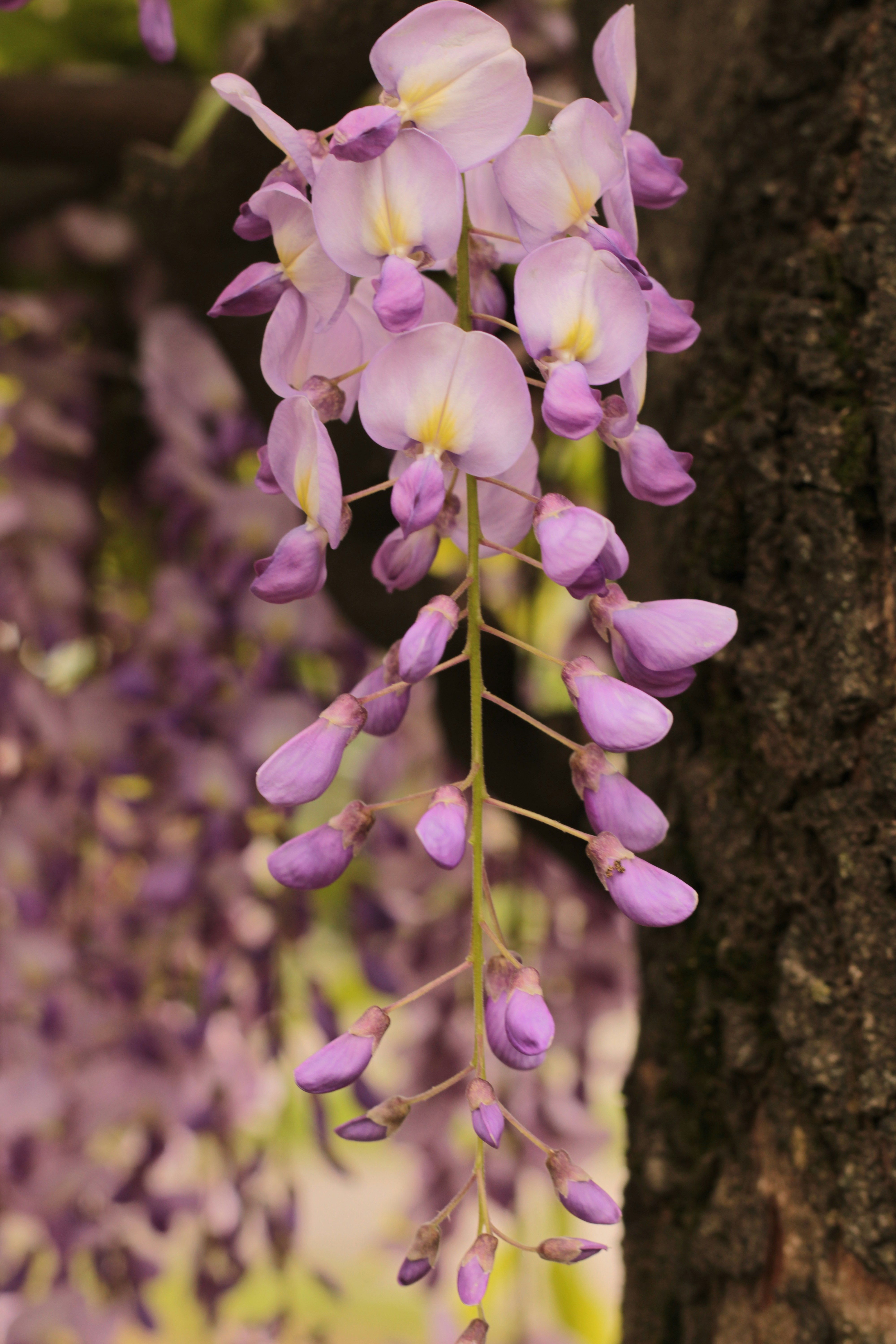 Photo by thorai9akira