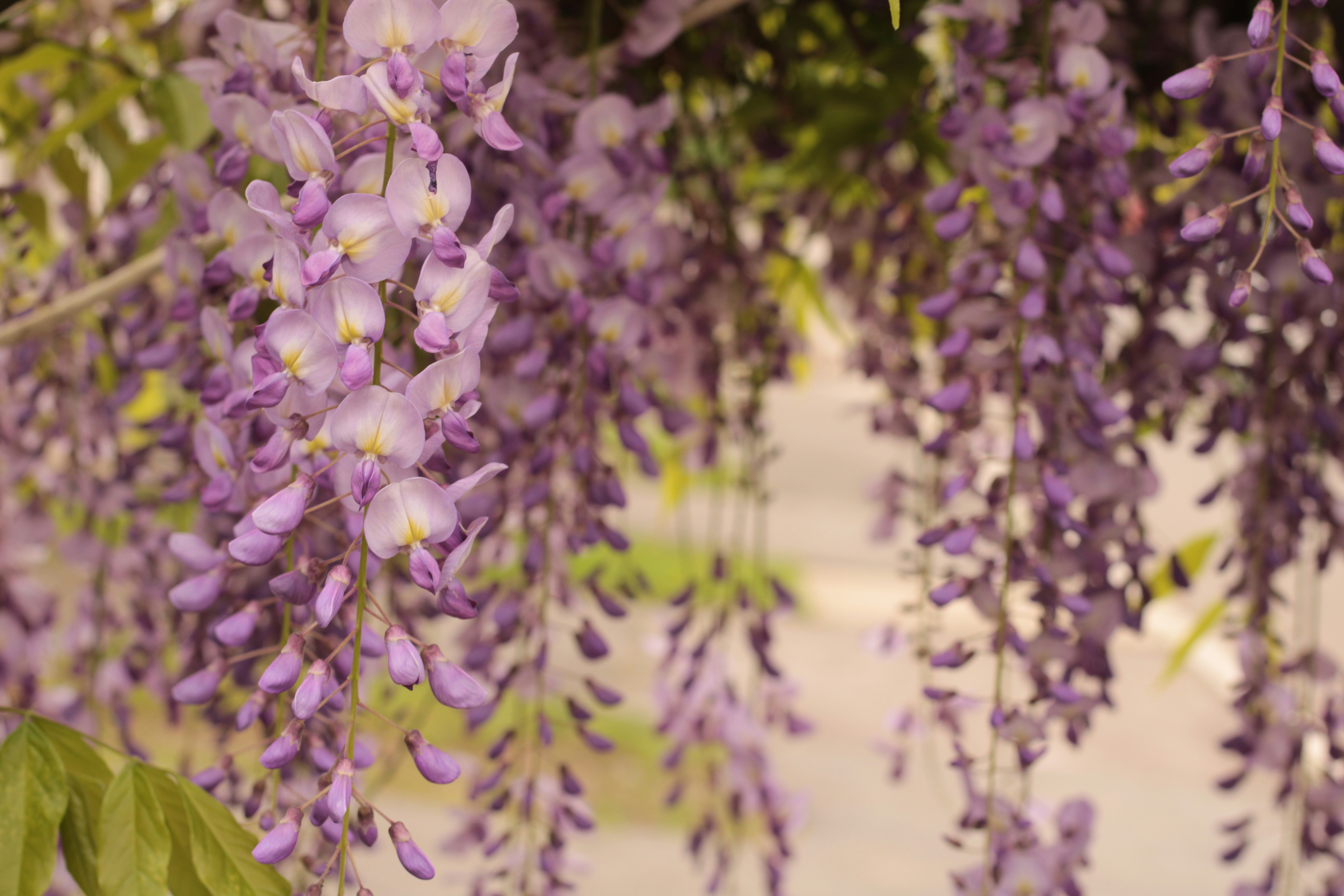 Photo by thorai9akira