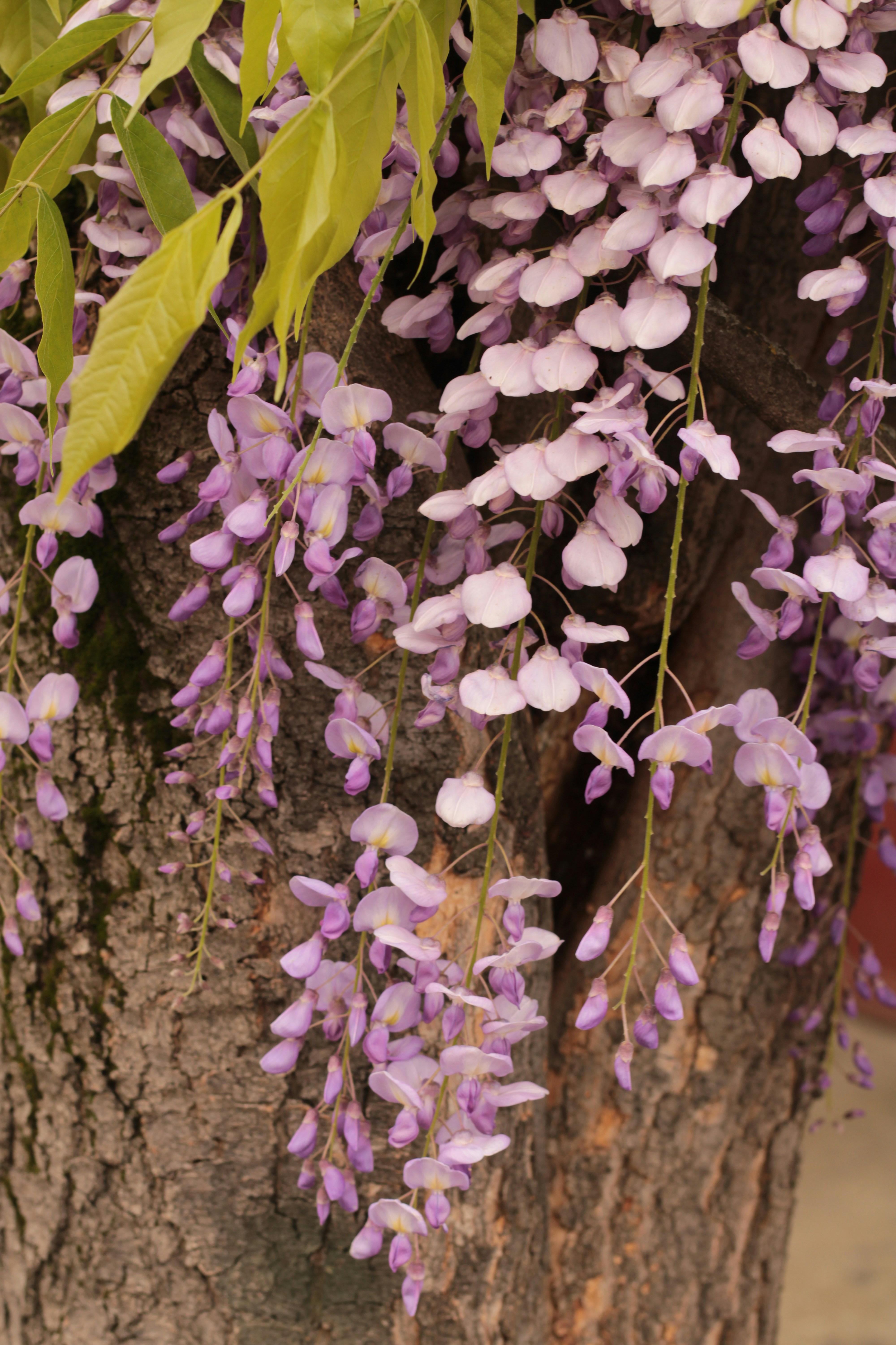 Photo by thorai9akira