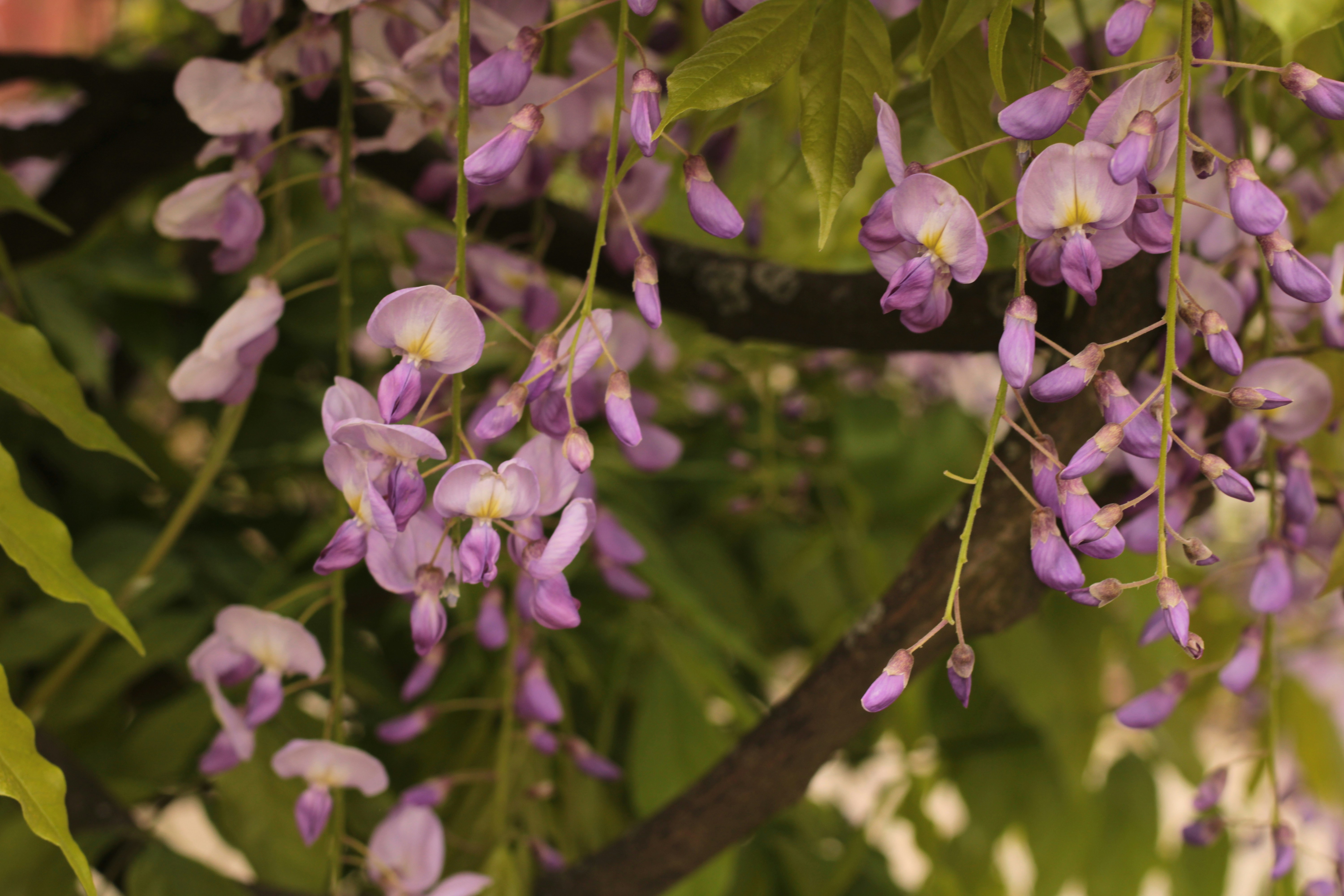 Photo by thorai9akira