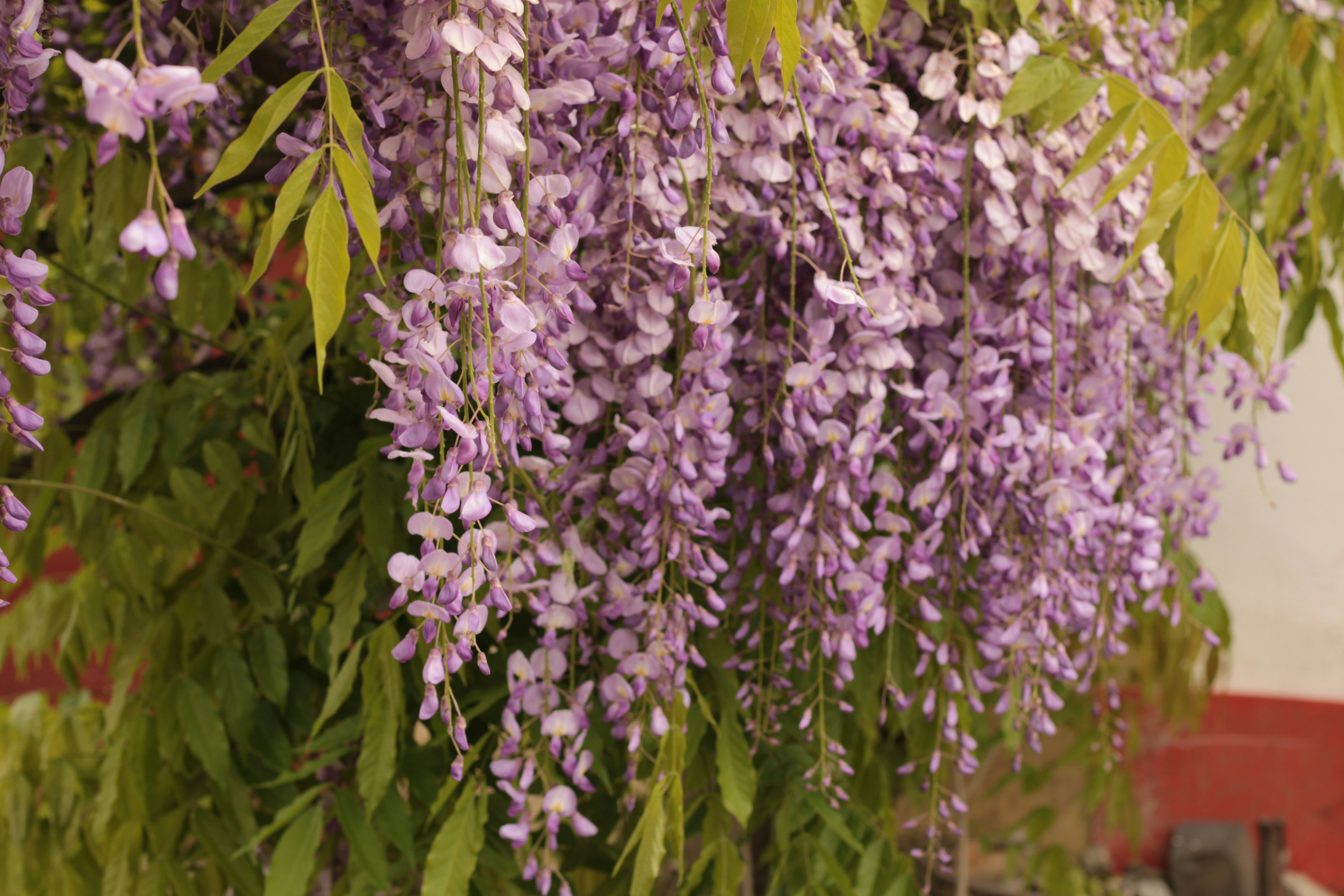 Photo by thorai9akira