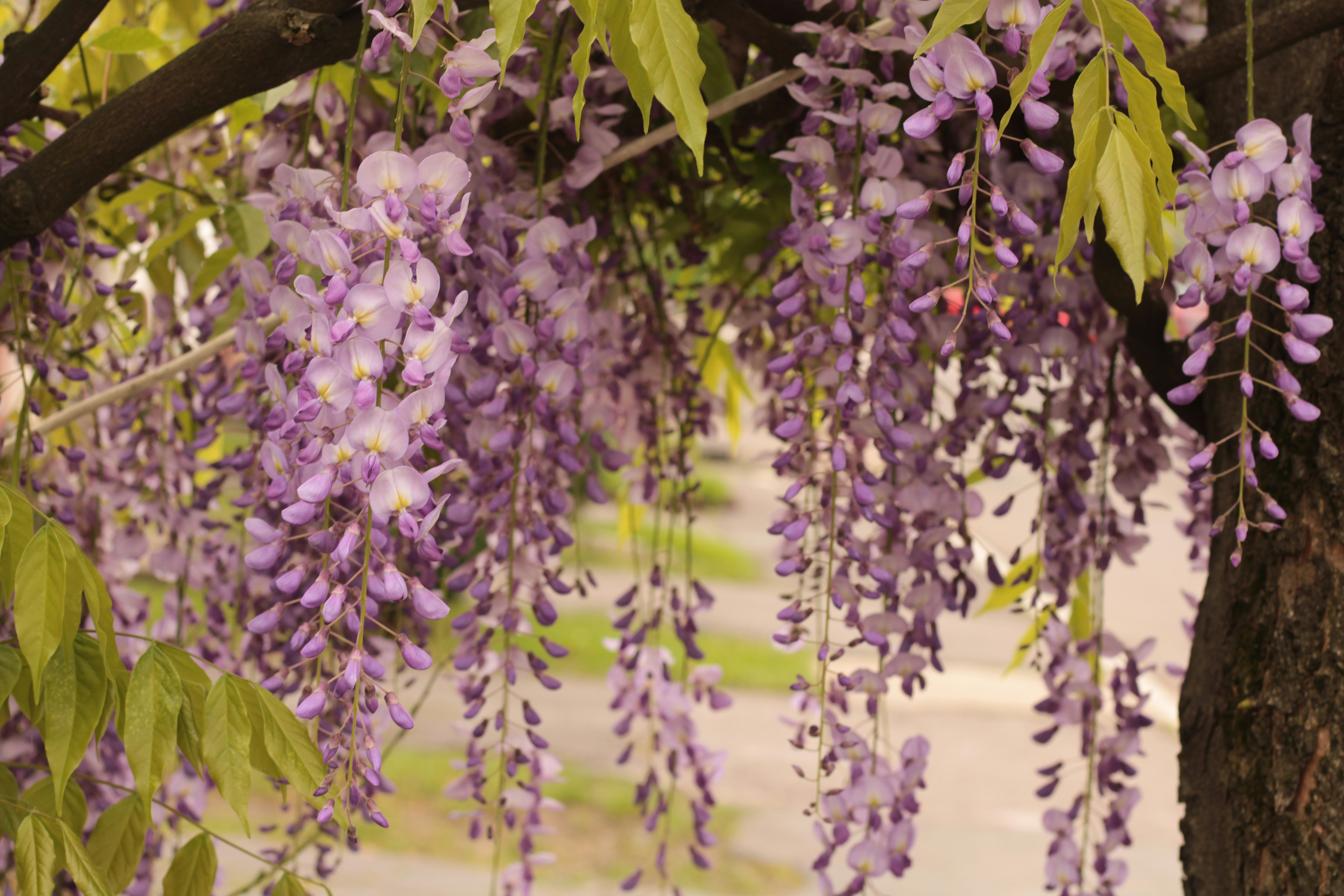 Photo by thorai9akira