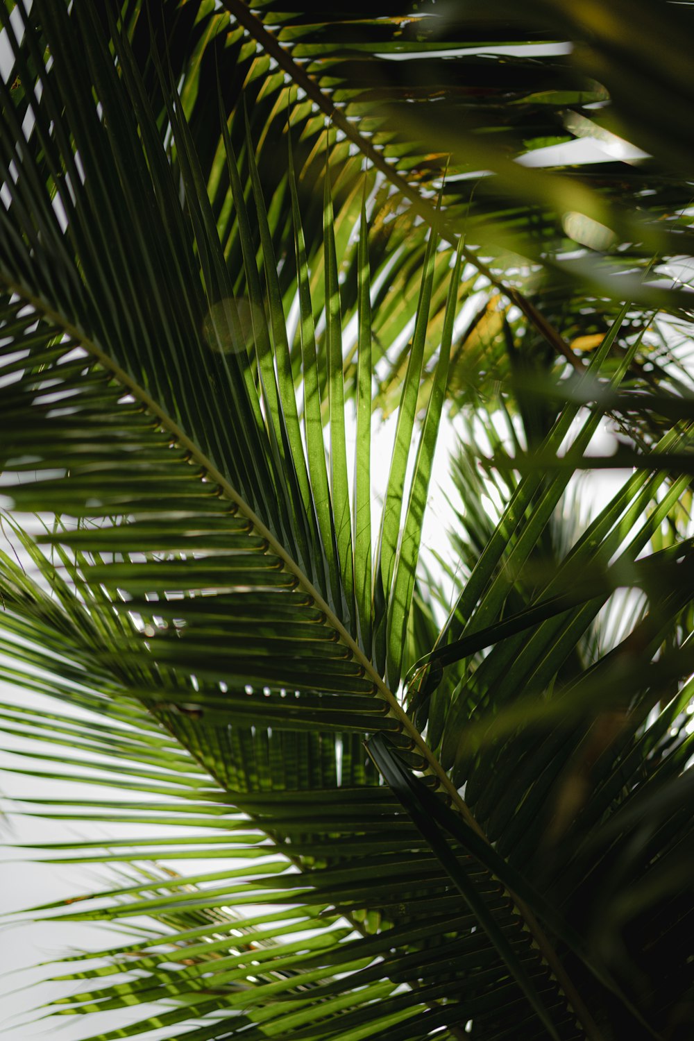 a close up of a palm tree leaves