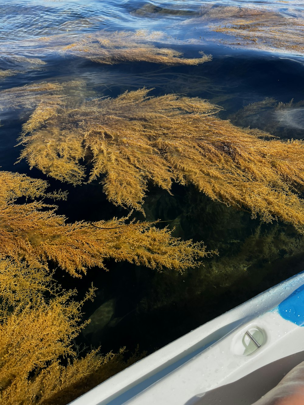 a person in a kayak in a body of water