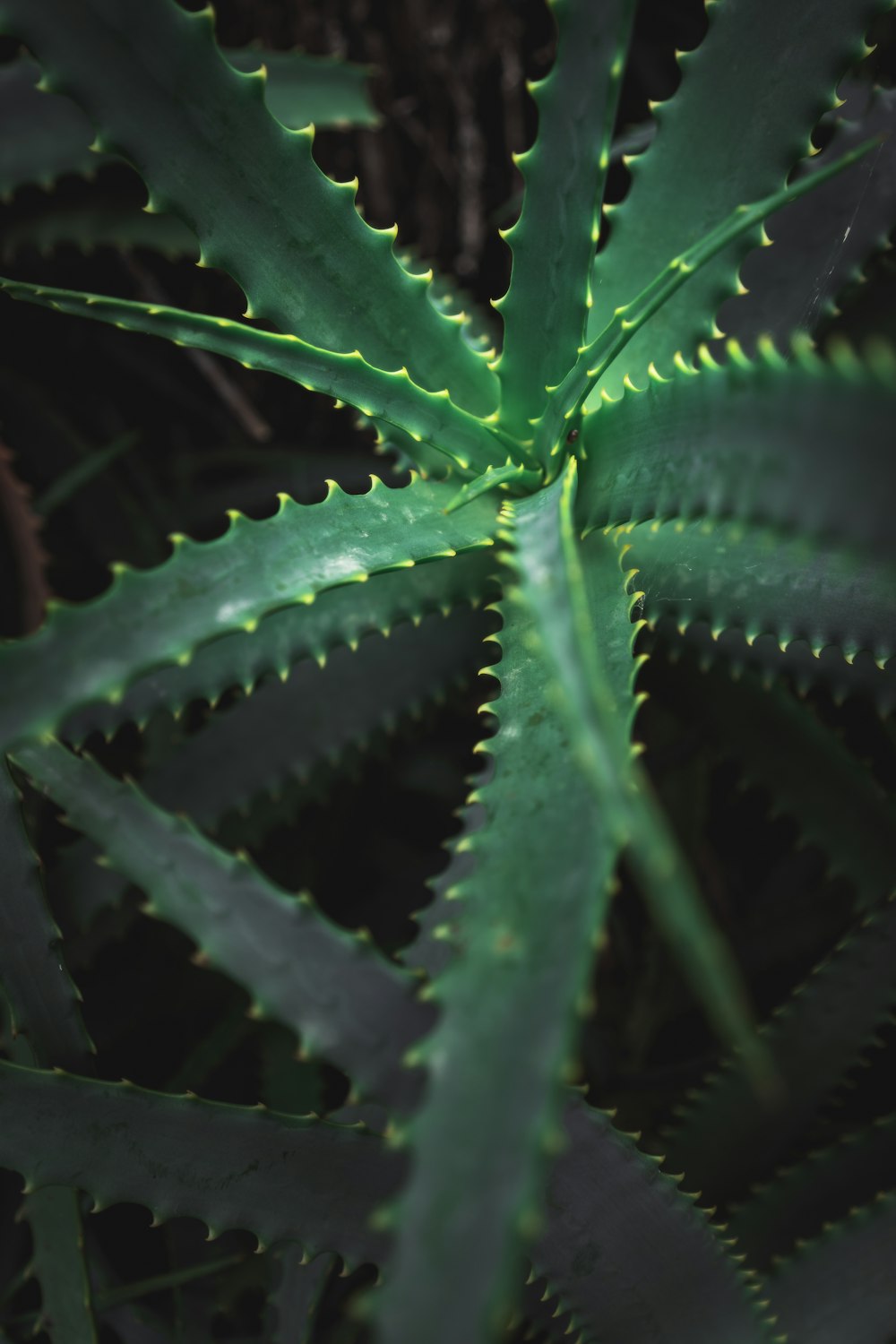 a close up of a large green plant