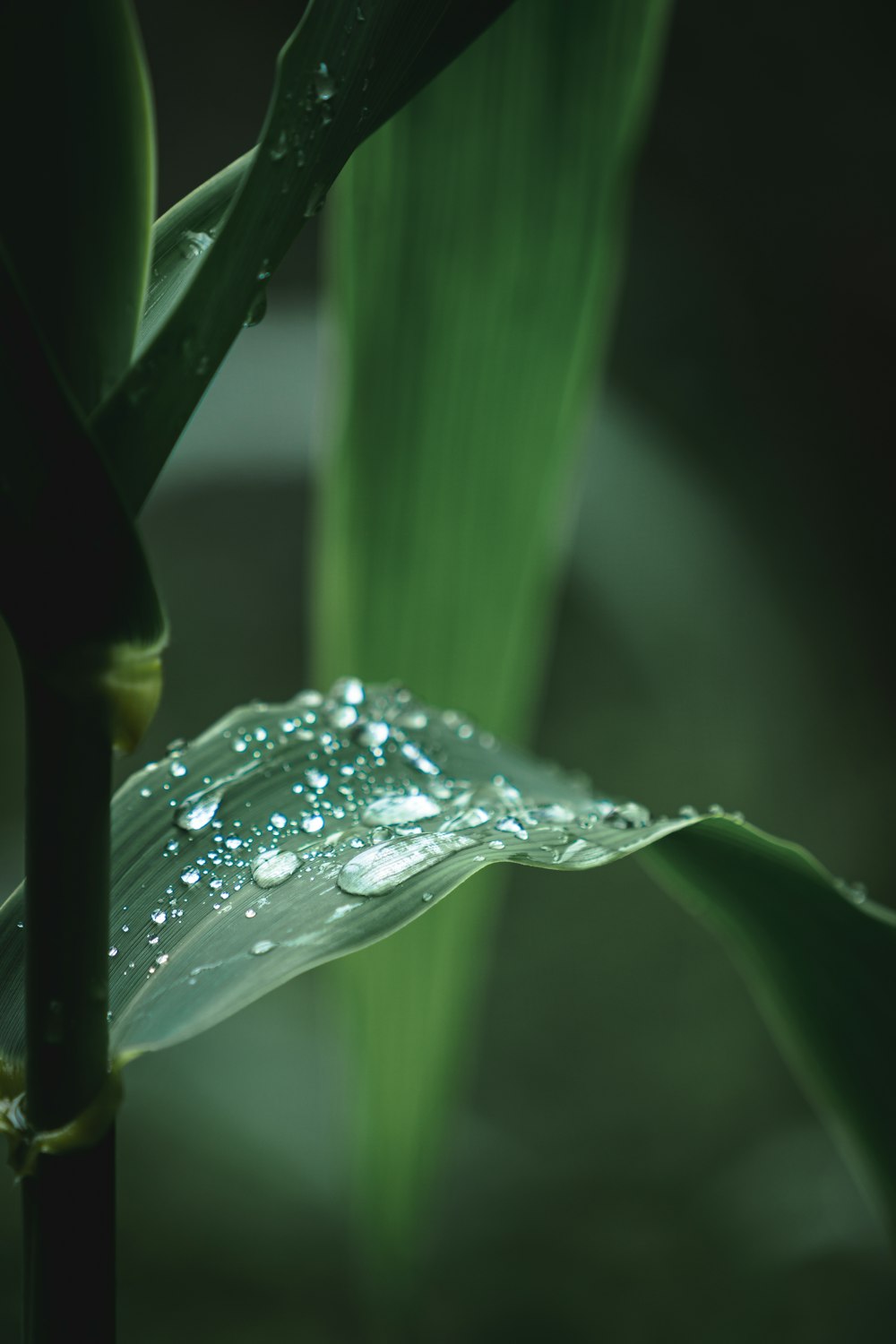 a green plant with water droplets on it