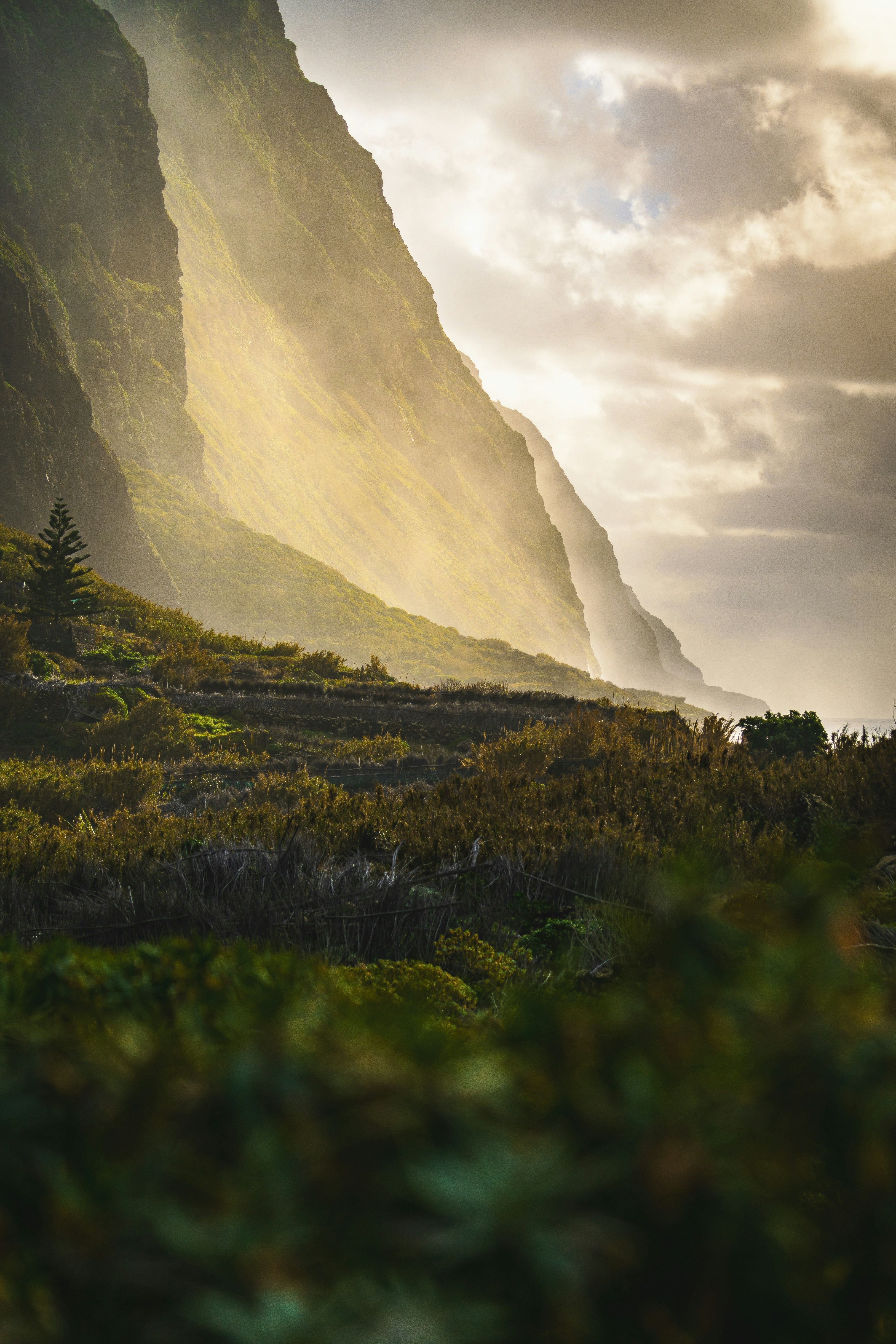 a lone sheep standing in a field next to a mountain