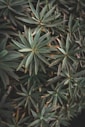 a close up of a plant with green leaves