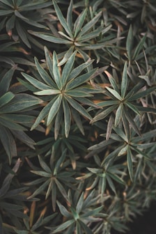 a close up of a plant with green leaves