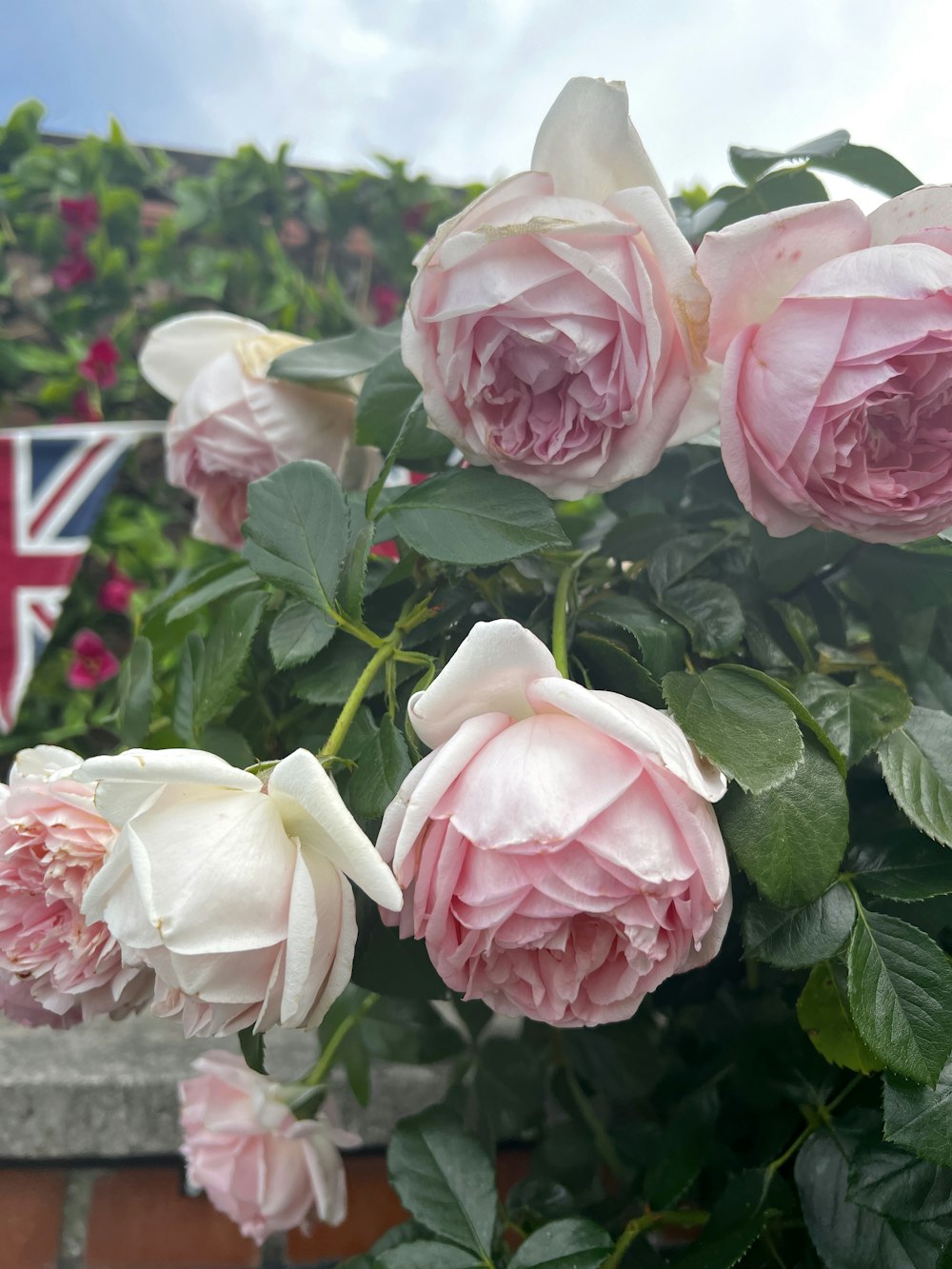 a bush of pink and white roses with a british flag in the background