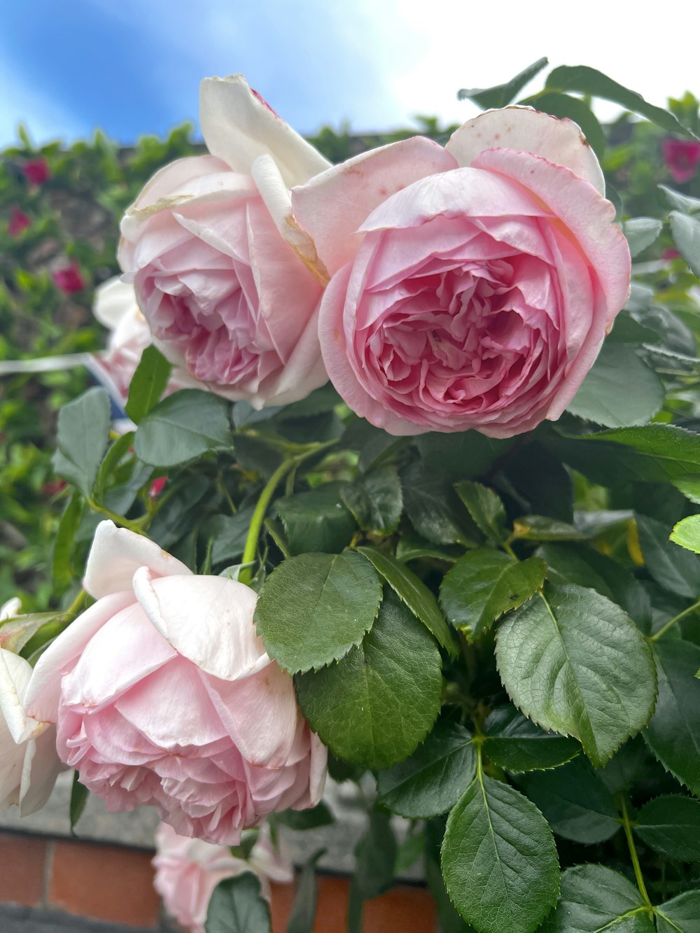 a bush of pink roses with green leaves