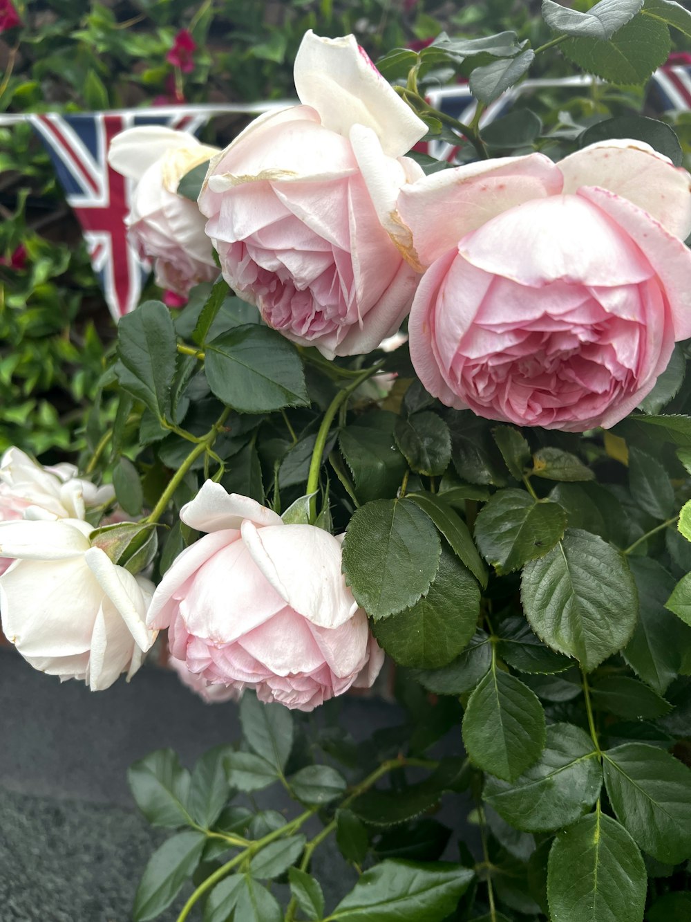 a bush of pink roses with a union jack sign in the background