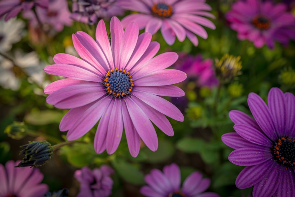 a close up of a bunch of purple flowers