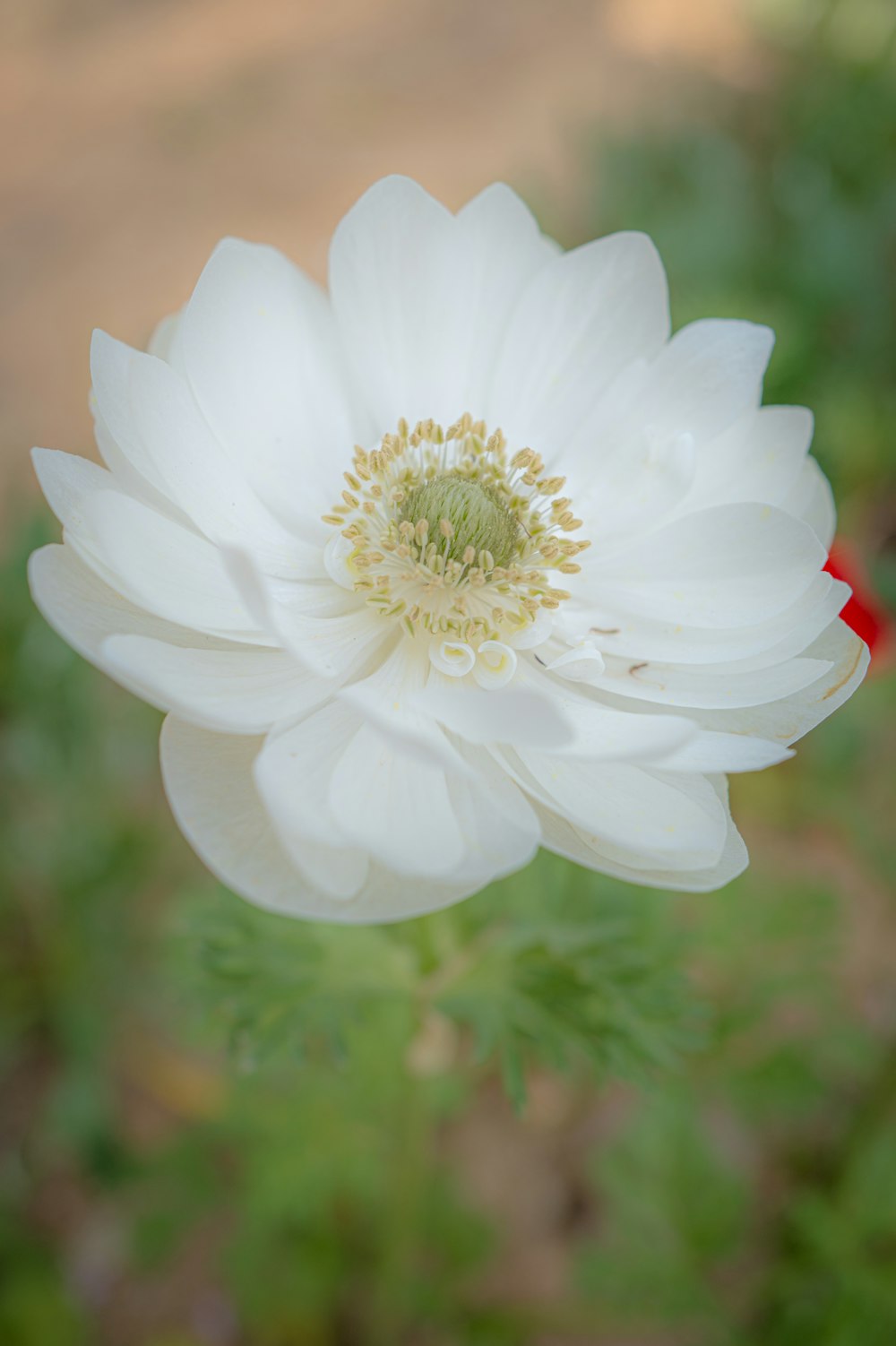 a large white flower with a red center