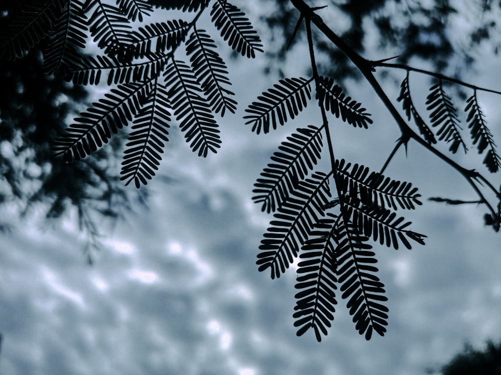 a black and white photo of leaves against a cloudy sky
