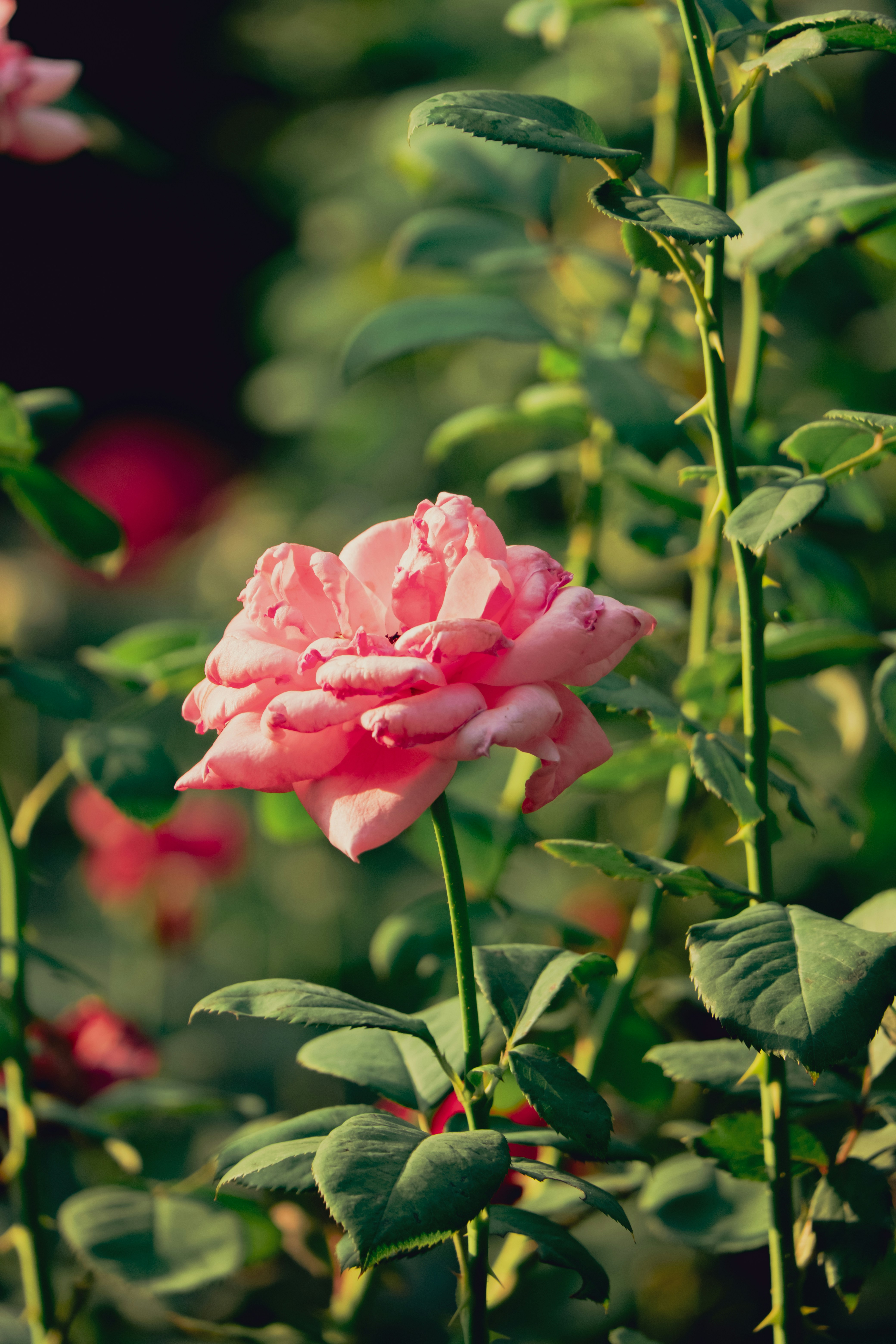 Photo by hattrick1996