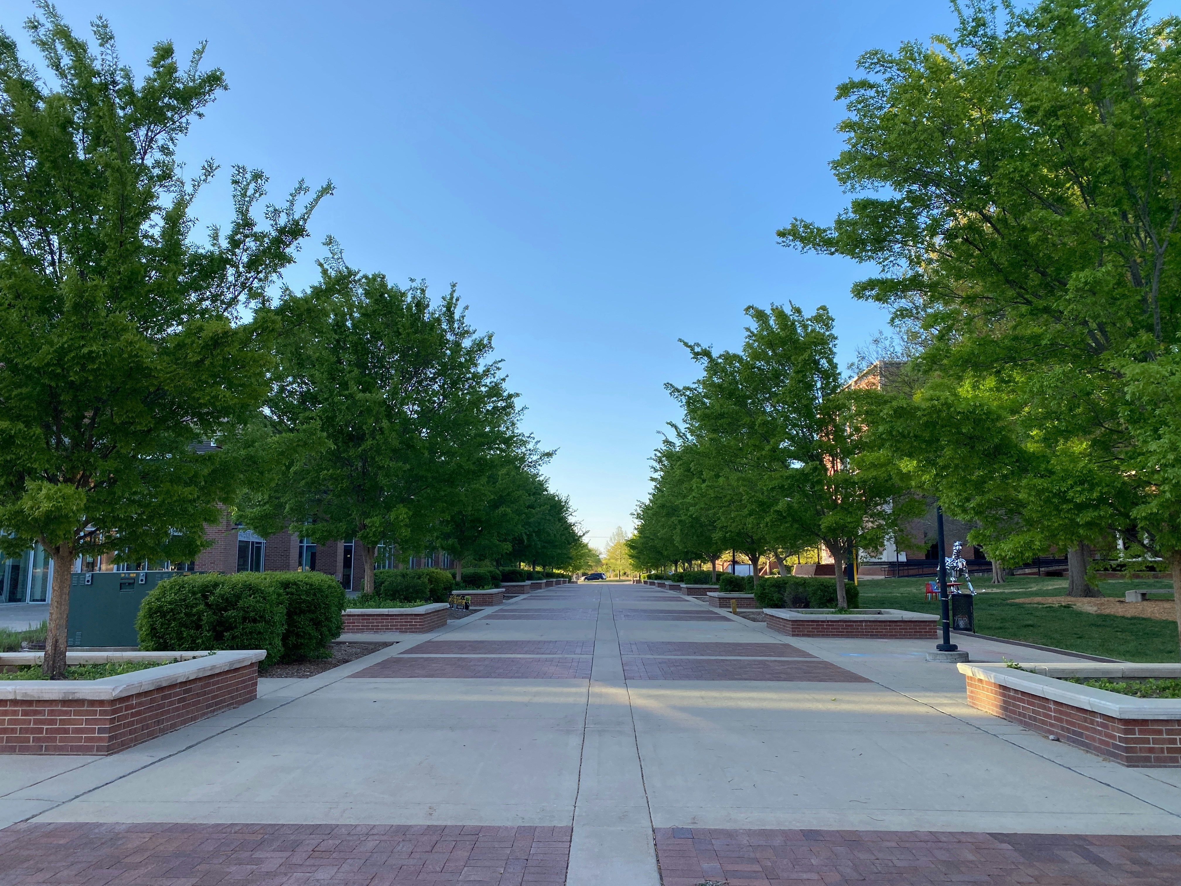Tree-lined campus pathway