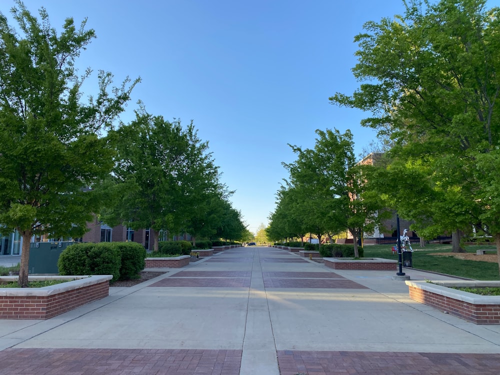 an empty street lined with trees and bushes