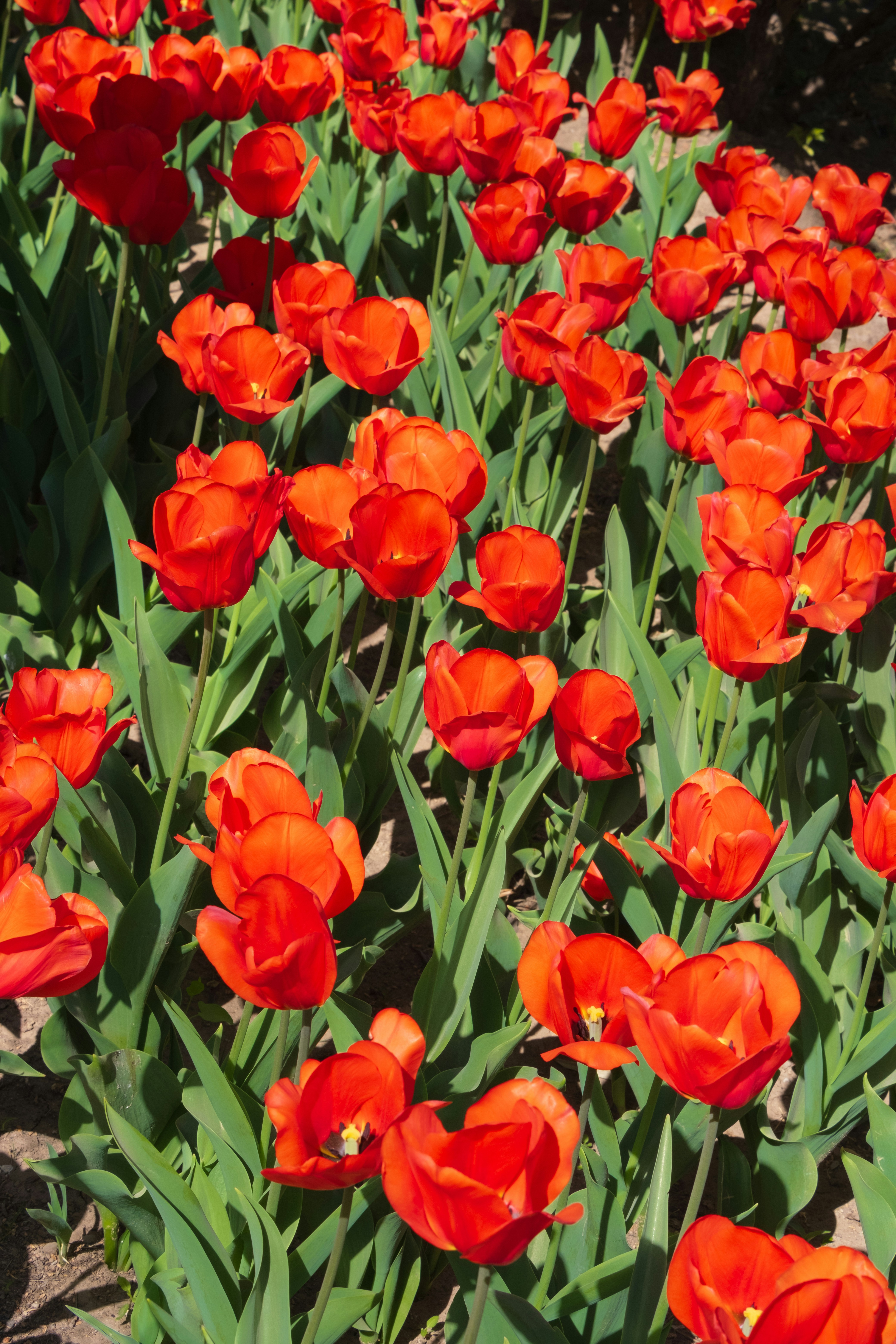 Photo by hattrick1996