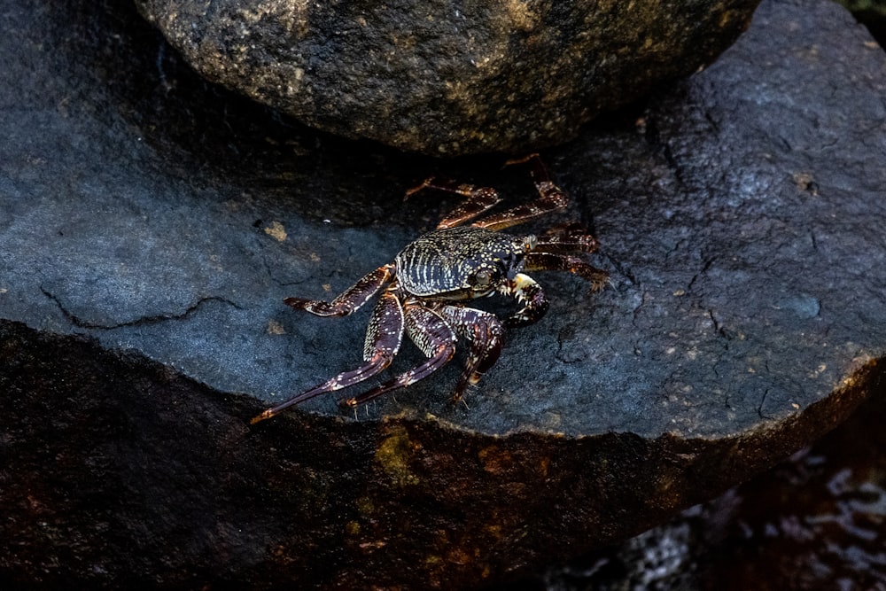 a spider sitting on top of a rock