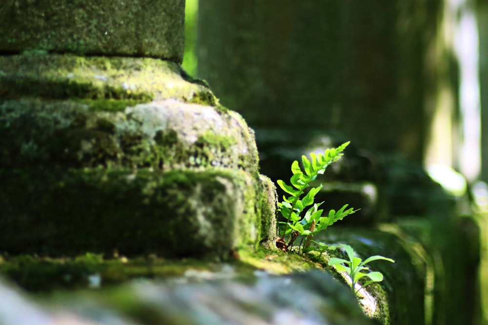 a close up of a plant growing out of a pipe