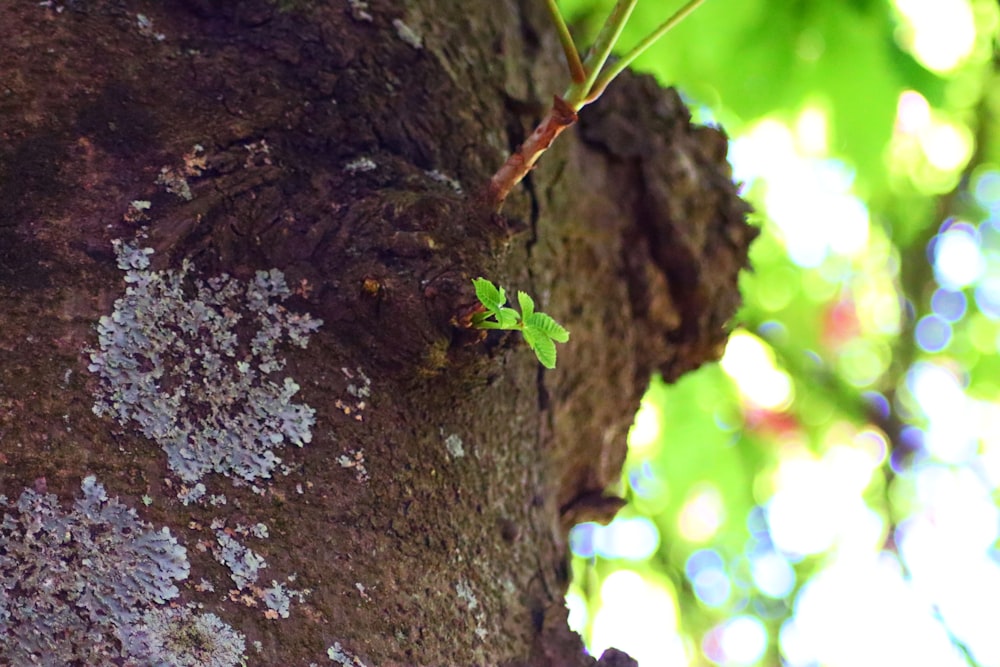 a close up of a tree with moss growing on it