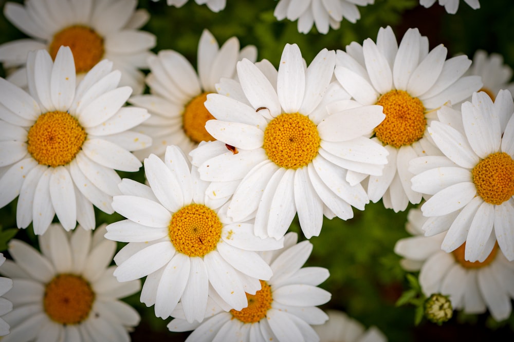 a bunch of white flowers with yellow centers