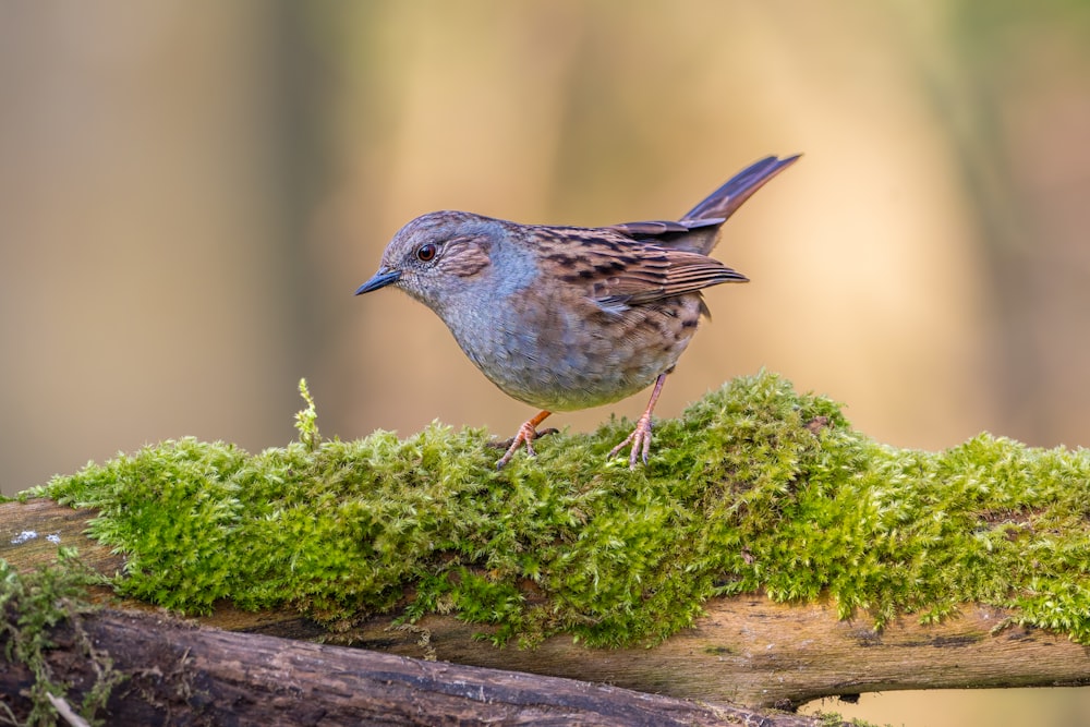 a small bird standing on a moss covered branch