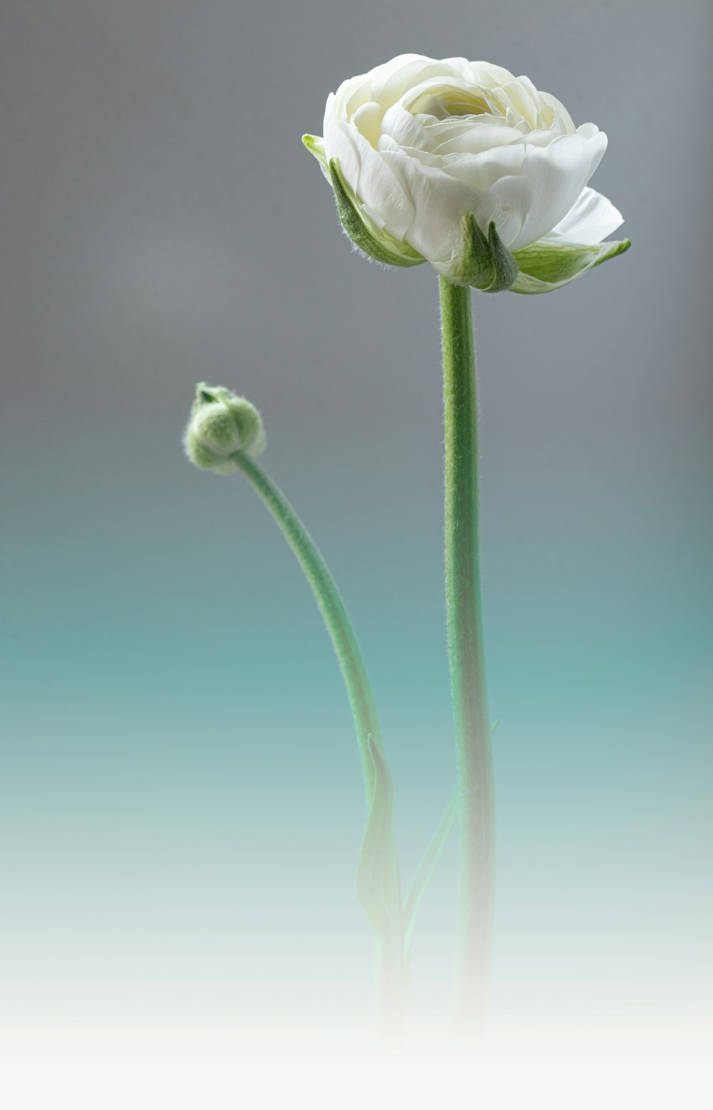 two white flowers are in a vase on a table