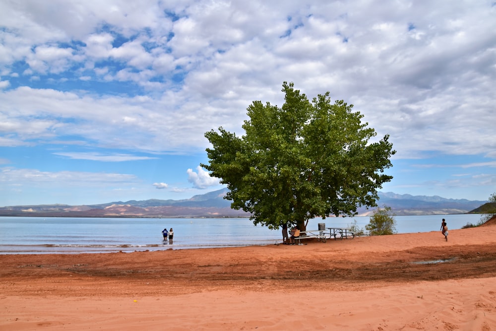 a large tree sitting on top of a sandy beach