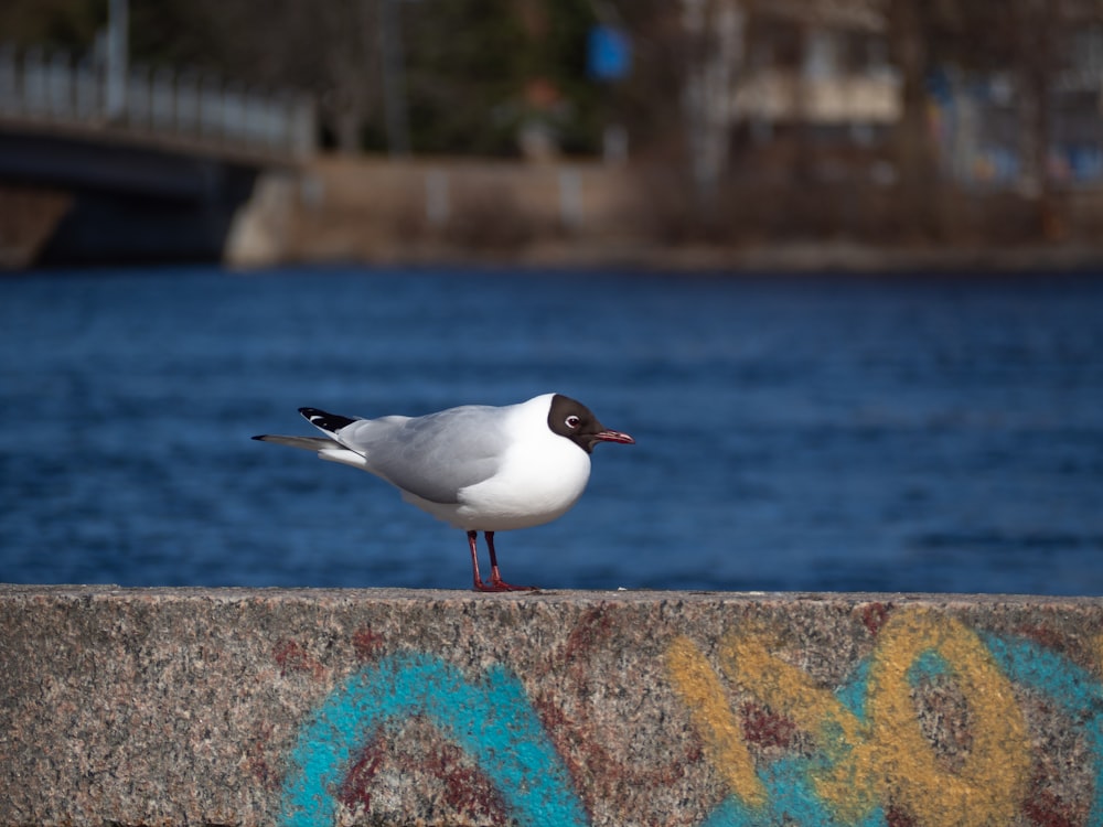 a seagull standing on a concrete ledge near a body of water