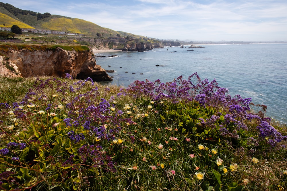 a bunch of flowers that are by the water